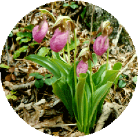Pink Lady Slipper