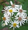 White Wood Aster