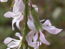 Prenanthes sp