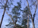 Hemlock Bluggs