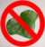 avoid invasives such as English Ivy