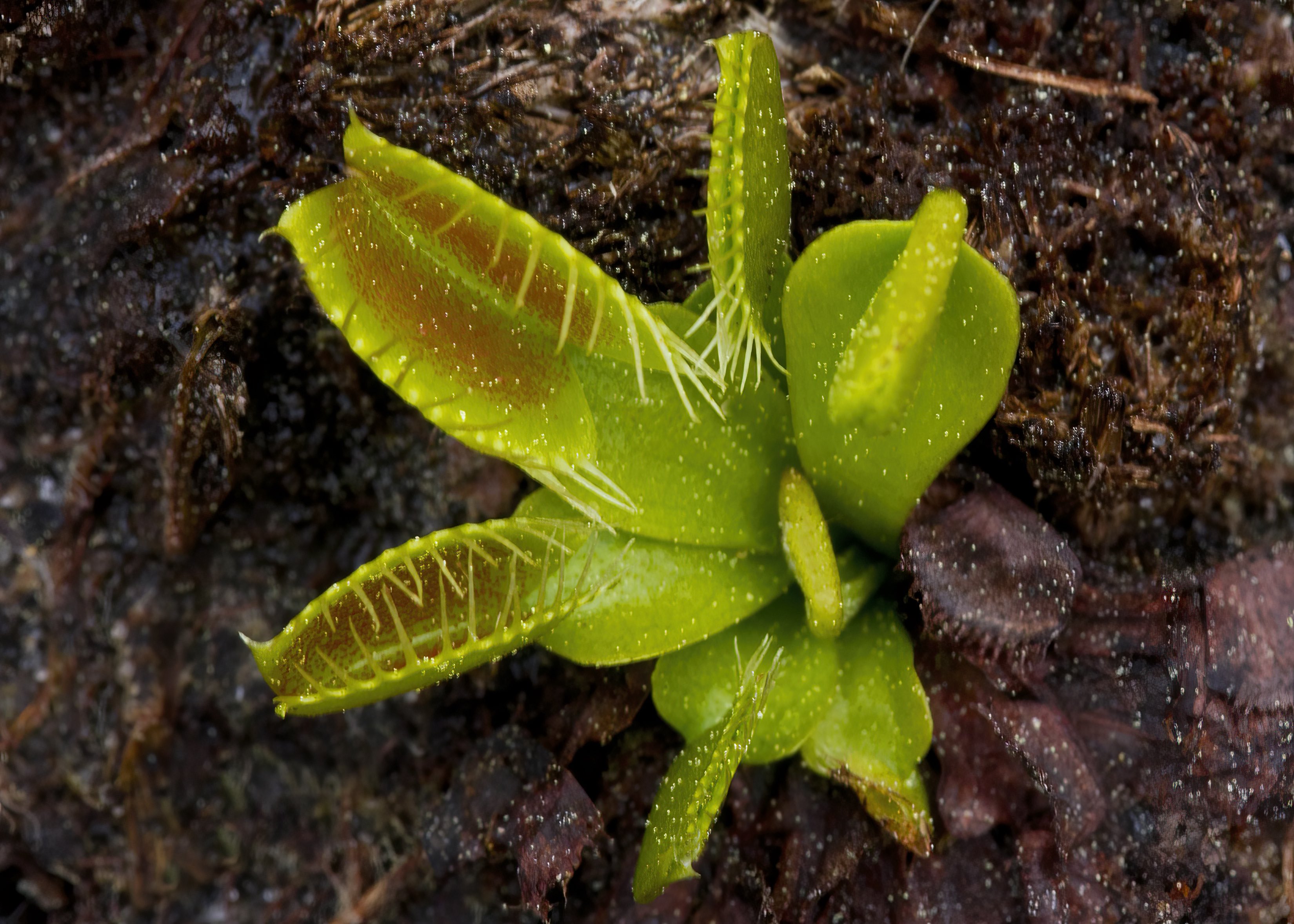 The Scientific Name is Dionaea muscipula. You will likely hear them called Venus Flytrap, Meadow Clam, Tippitiwichet. This picture shows the  of Dionaea muscipula