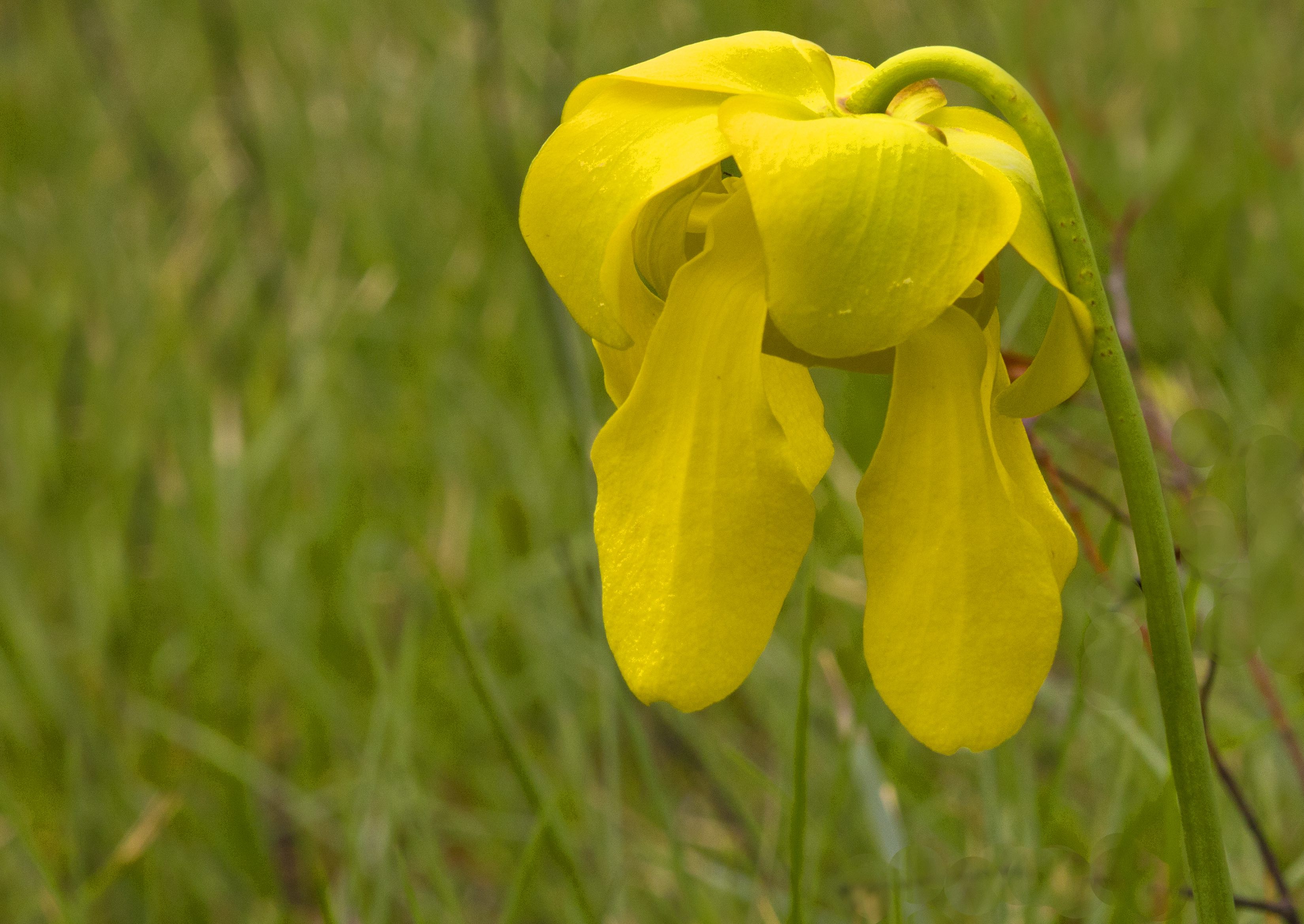 The Scientific Name is Sarracenia flava. You will likely hear them called Yellow Pitcherplant. This picture shows the Large yellow flowers. of Sarracenia flava