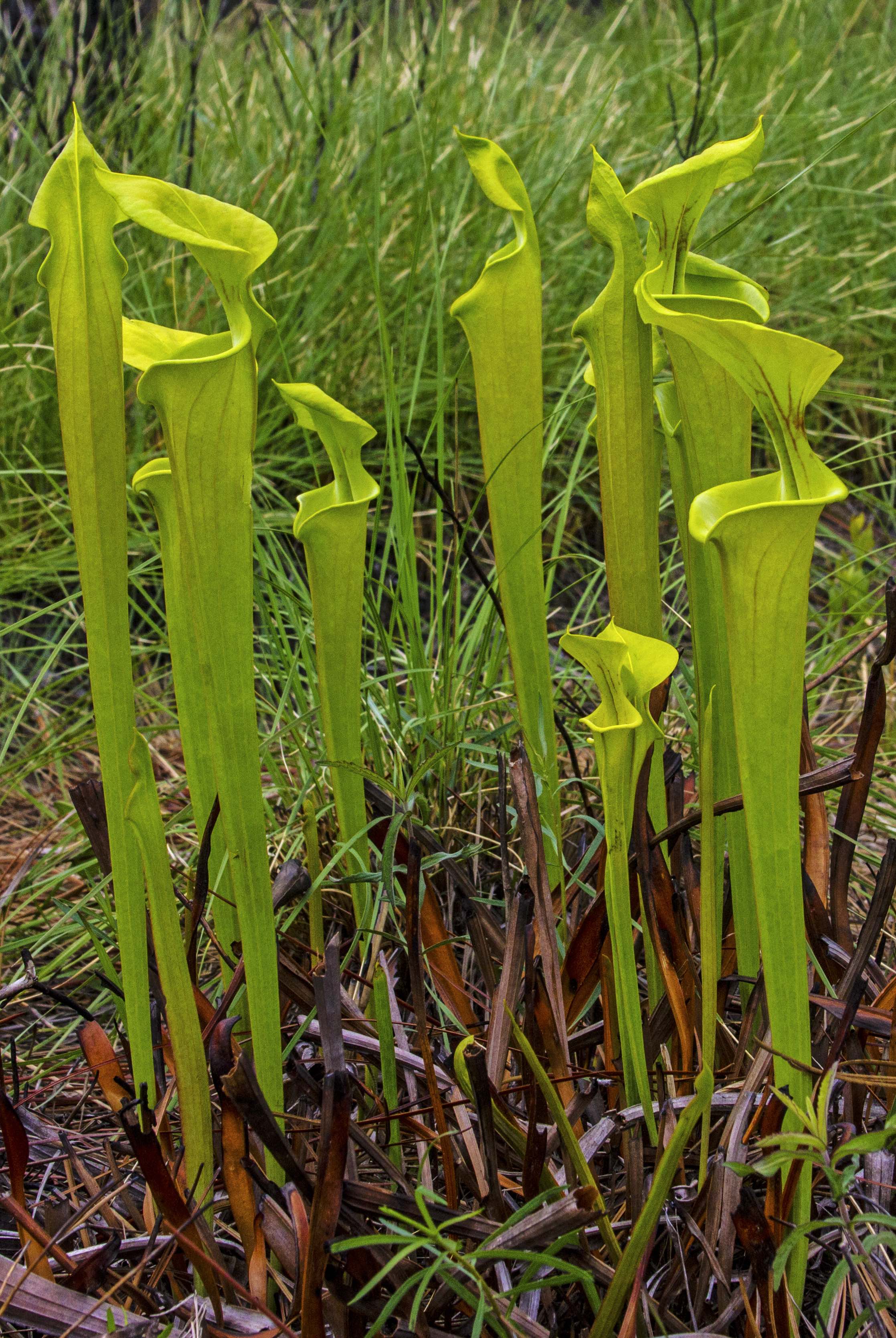 The Scientific Name is Sarracenia flava. You will likely hear them called Yellow Pitcherplant. This picture shows the  of Sarracenia flava