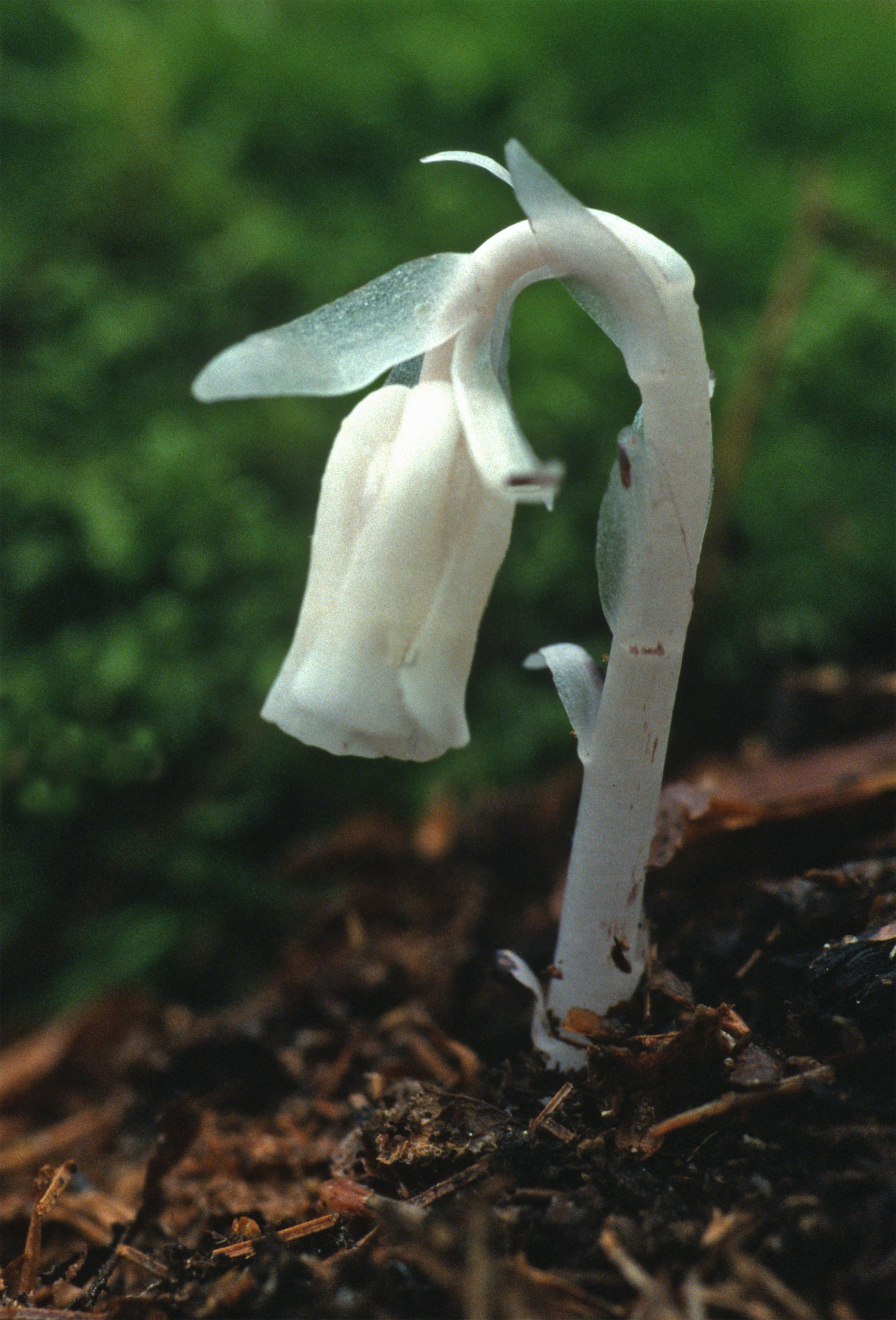 The Scientific Name is Monotropa uniflora. You will likely hear them called Indian Pipes, One-flowered Indian-pipes. This picture shows the Has a single flower which nods down from the top of the stem. of Monotropa uniflora