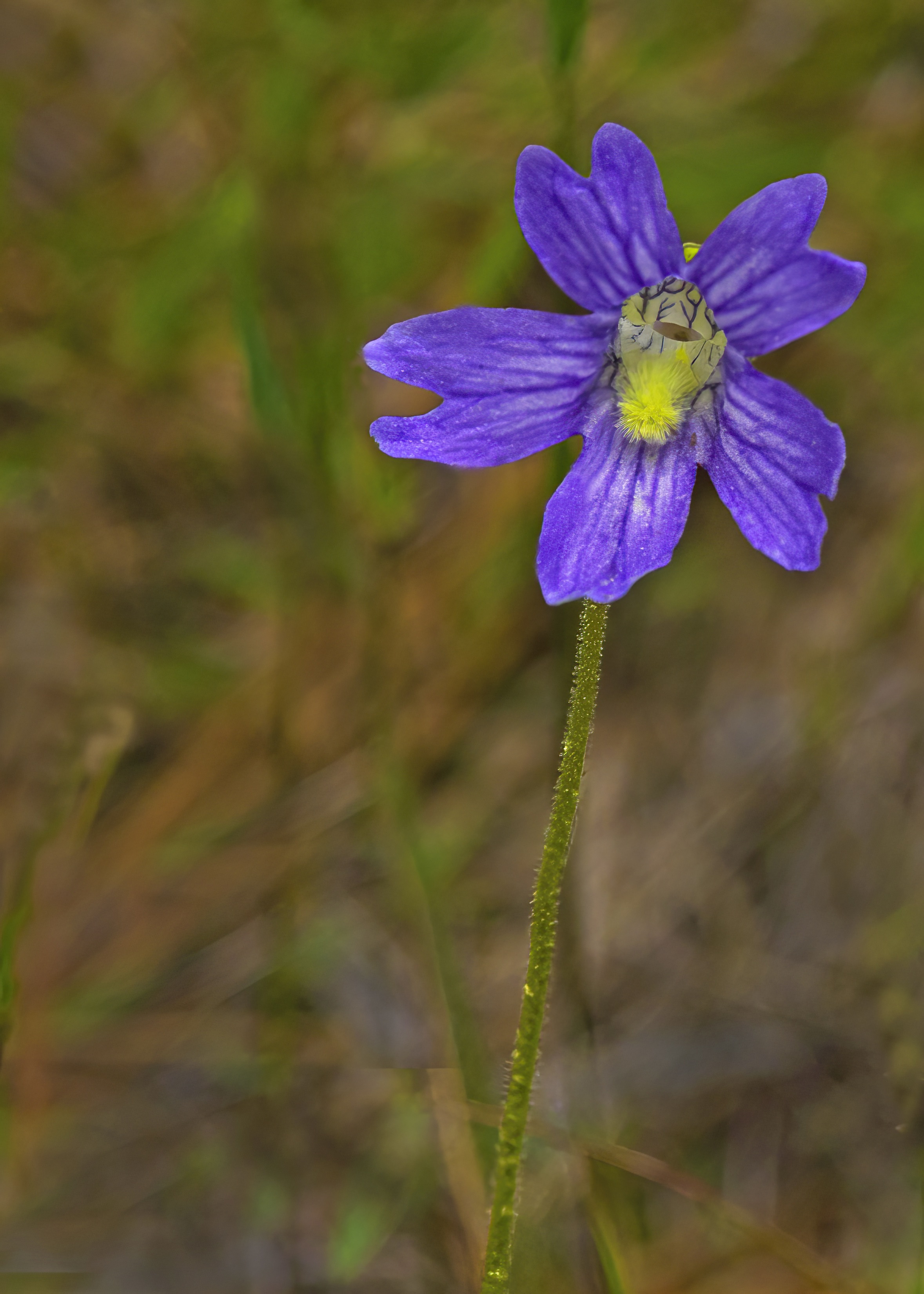 The Scientific Name is Pinguicula caerulea. You will likely hear them called Blue Butterwort, Blueflower Butterwort. This picture shows the  of Pinguicula caerulea