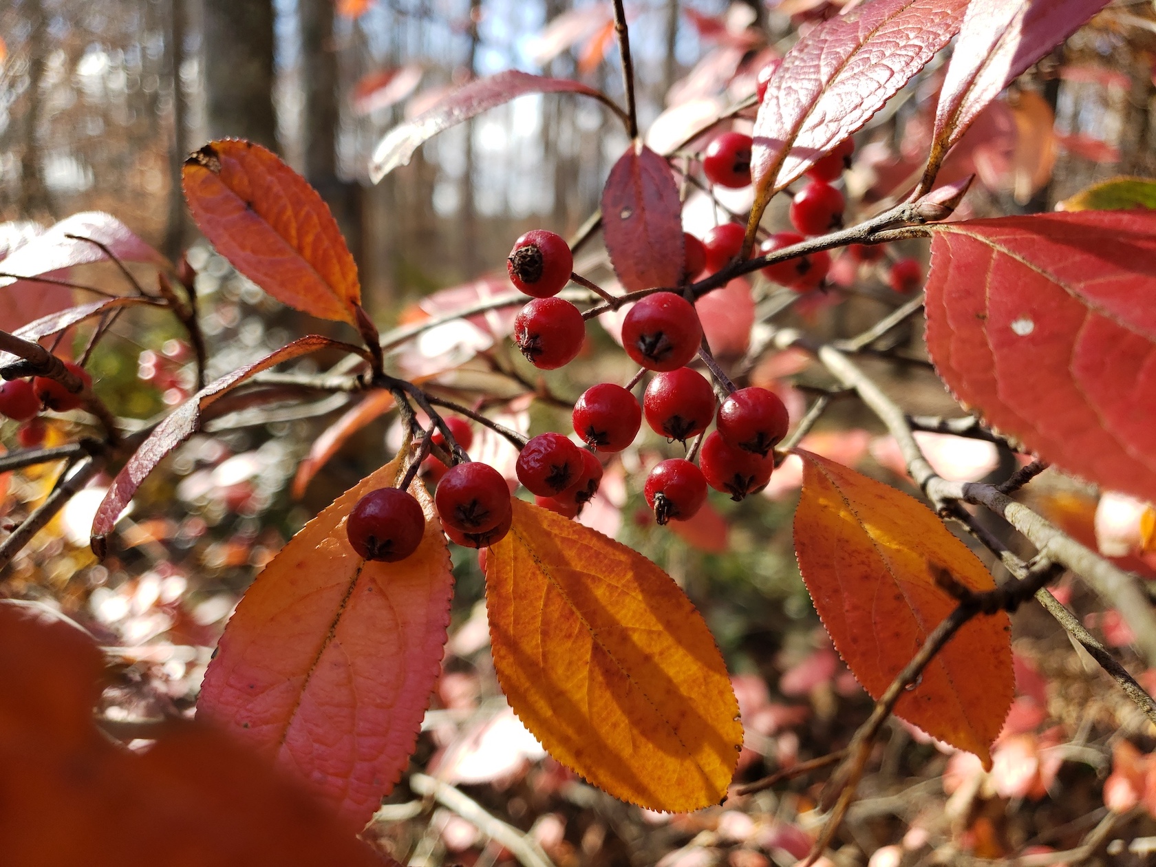 The Scientific Name is Aronia arbutifolia [= Photinia pyrifolia, Sorbus arbutifolia, Pyrus arbutifolia]. You will likely hear them called Red Chokeberry. This picture shows the Attractive Fall color of Aronia arbutifolia [= Photinia pyrifolia, Sorbus arbutifolia, Pyrus arbutifolia]