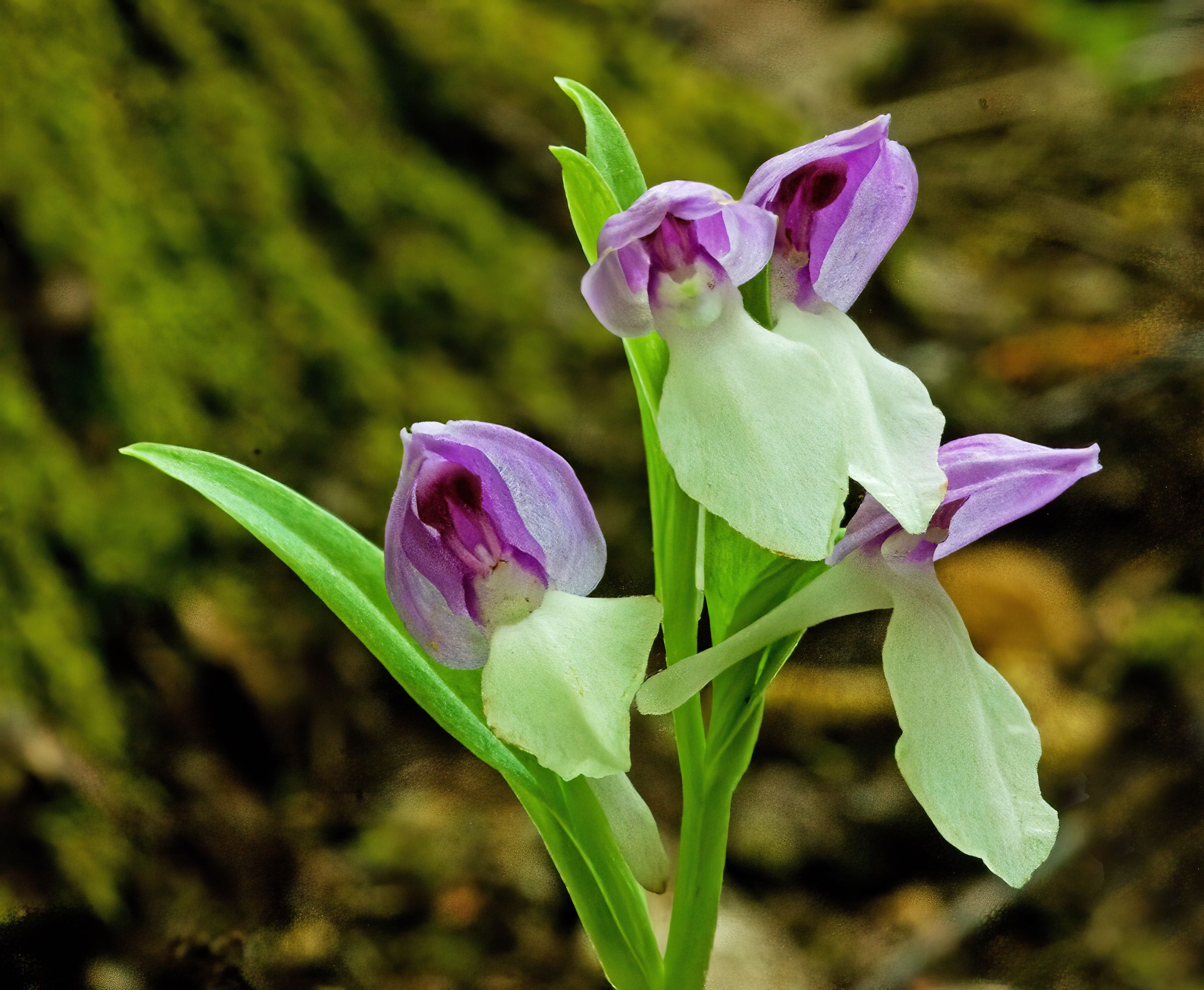 The Scientific Name is Galearis spectabilis [= Orchis spectabilis]. You will likely hear them called Showy Orchis. This picture shows the Rosy-pink sepals and petals above the large white lip. of Galearis spectabilis [= Orchis spectabilis]
