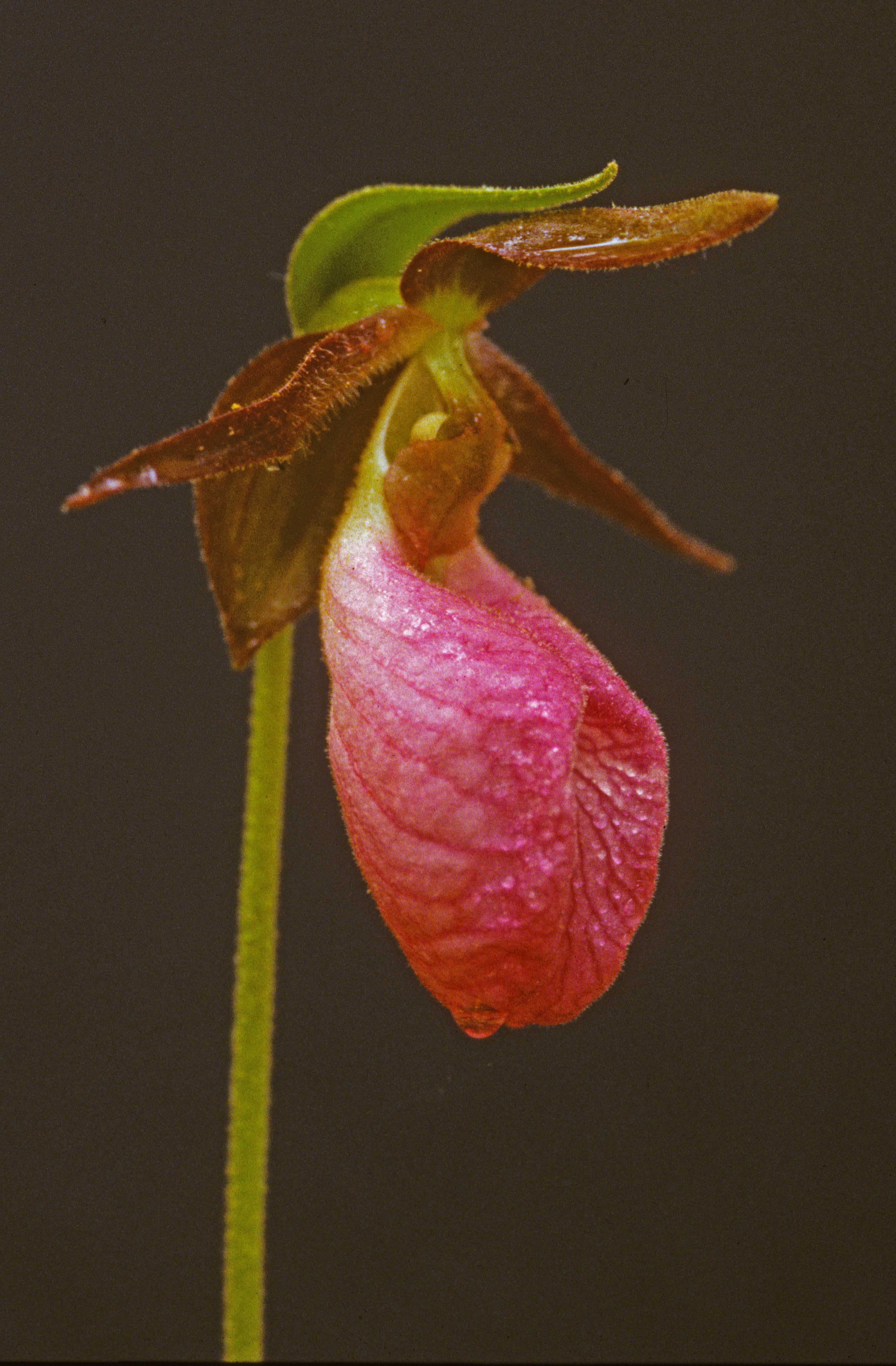 The Scientific Name is Cypripedium acaule. You will likely hear them called Pink Lady's-slipper, Stemless Lady's-slipper. This picture shows the  of Cypripedium acaule