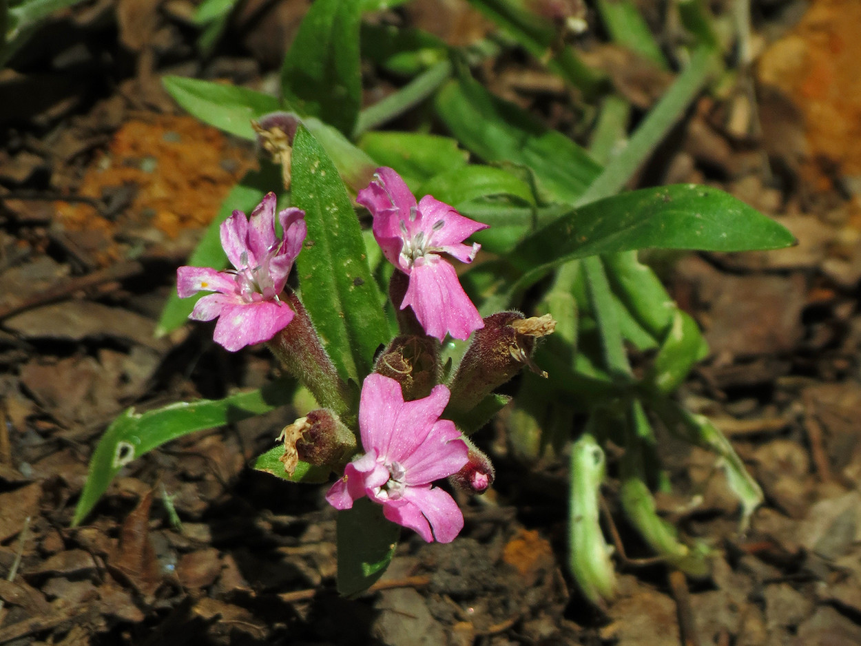 The Scientific Name is Silene caroliniana. You will likely hear them called Wild Pink, Catchfly, Sticky Catchfly. This picture shows the This plant is also called Sticky Catchfly because tiny flies get stuck on its hairs. of Silene caroliniana