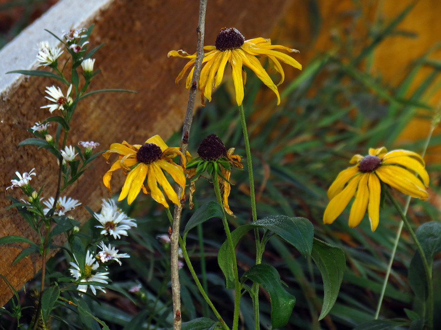 The Scientific Name is Rudbeckia subtomentosa. You will likely hear them called Sweet Coneflower, Sweet Black-eyed Susan. This picture shows the The heads look much like those of Black-eyed Susan (<em>R. hirta</em>), but the rays are usually narrower. And like Black-Eyed Susan (<em>R. hirta</em>), Sweet Coneflower blooms the first year. of Rudbeckia subtomentosa