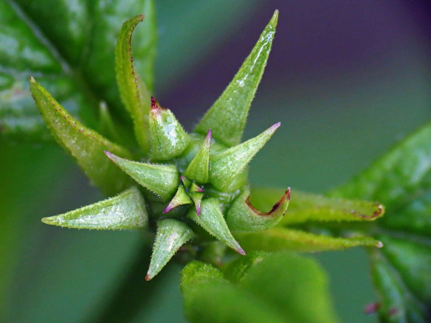 The Scientific Name is Helianthus microcephalus. You will likely hear them called Small Wood Sunflower, Small-headed Sunflower, Small Woodland Sunflower. This picture shows the Flower buds. of Helianthus microcephalus