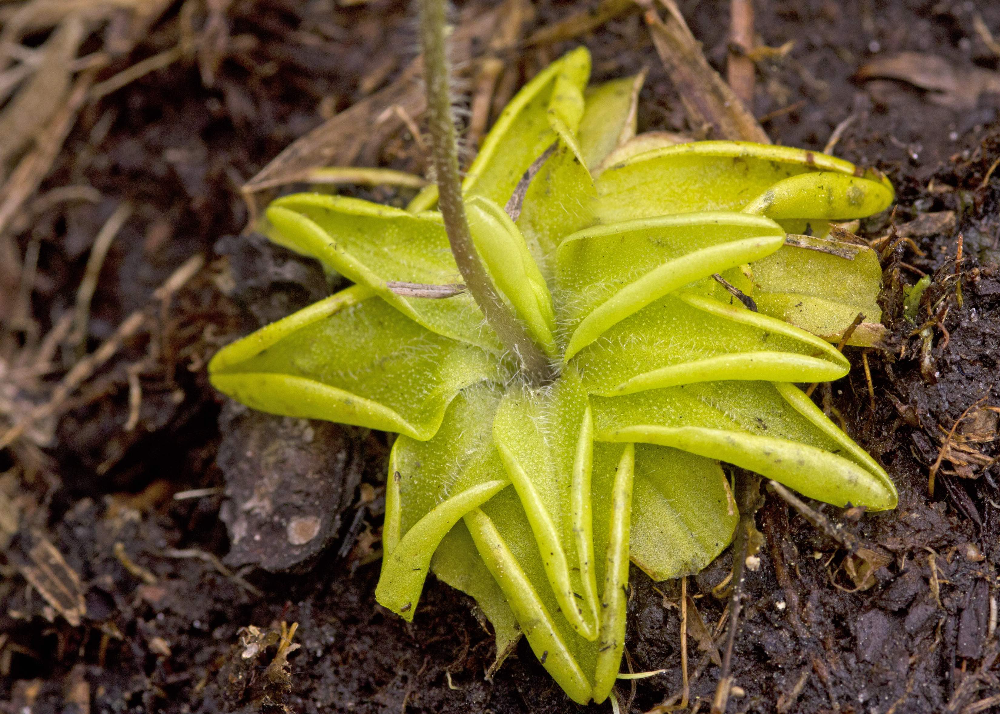 The Scientific Name is Pinguicula caerulea. You will likely hear them called Blue Butterwort, Blueflower Butterwort. This picture shows the Basal rosette of broadly elliptical, light green leaves that are sticky above to capture insects. The basal leaves are identical to P. lutea so need the flowers to distinguish the two species. of Pinguicula caerulea