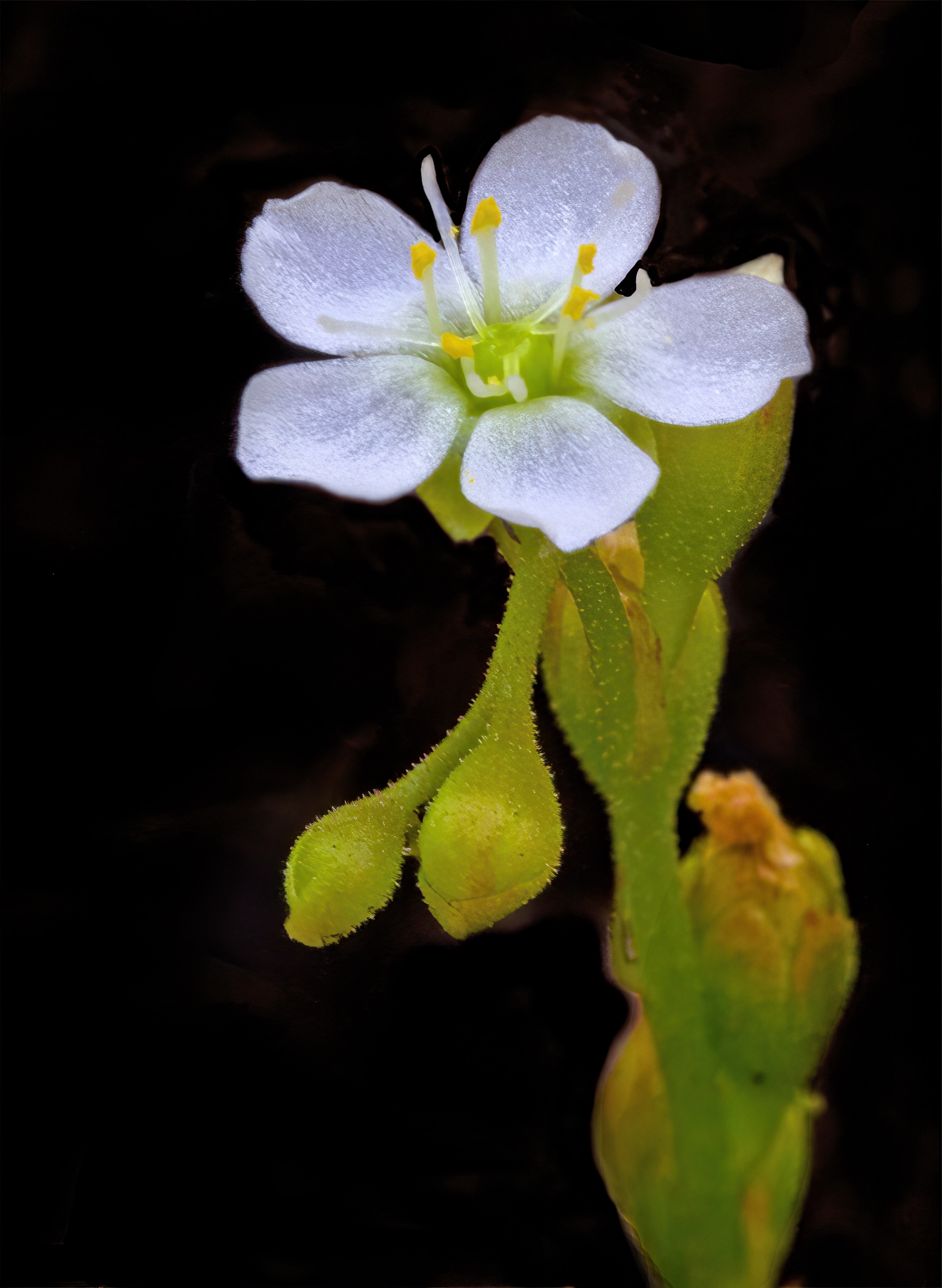 The Scientific Name is Drosera intermedia. You will likely hear them called Spoonleaf Sundew, Water Sundew. This picture shows the Numerous flowers on the spike but usually one flower blooming at a time.  of Drosera intermedia