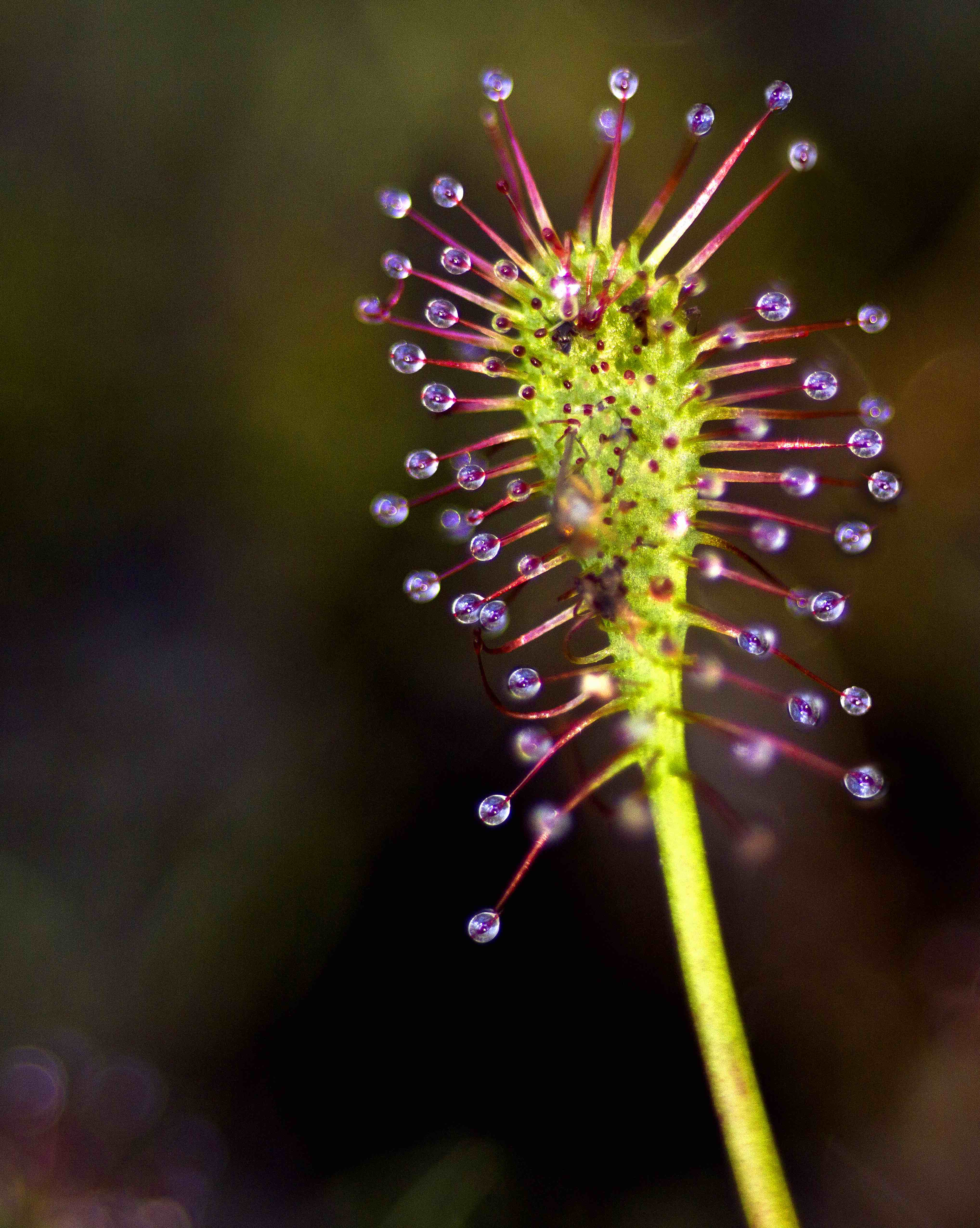 The Scientific Name is Drosera intermedia. You will likely hear them called Spoonleaf Sundew, Water Sundew. This picture shows the Narrow, filiform petiole with blade containing sticky glands. of Drosera intermedia