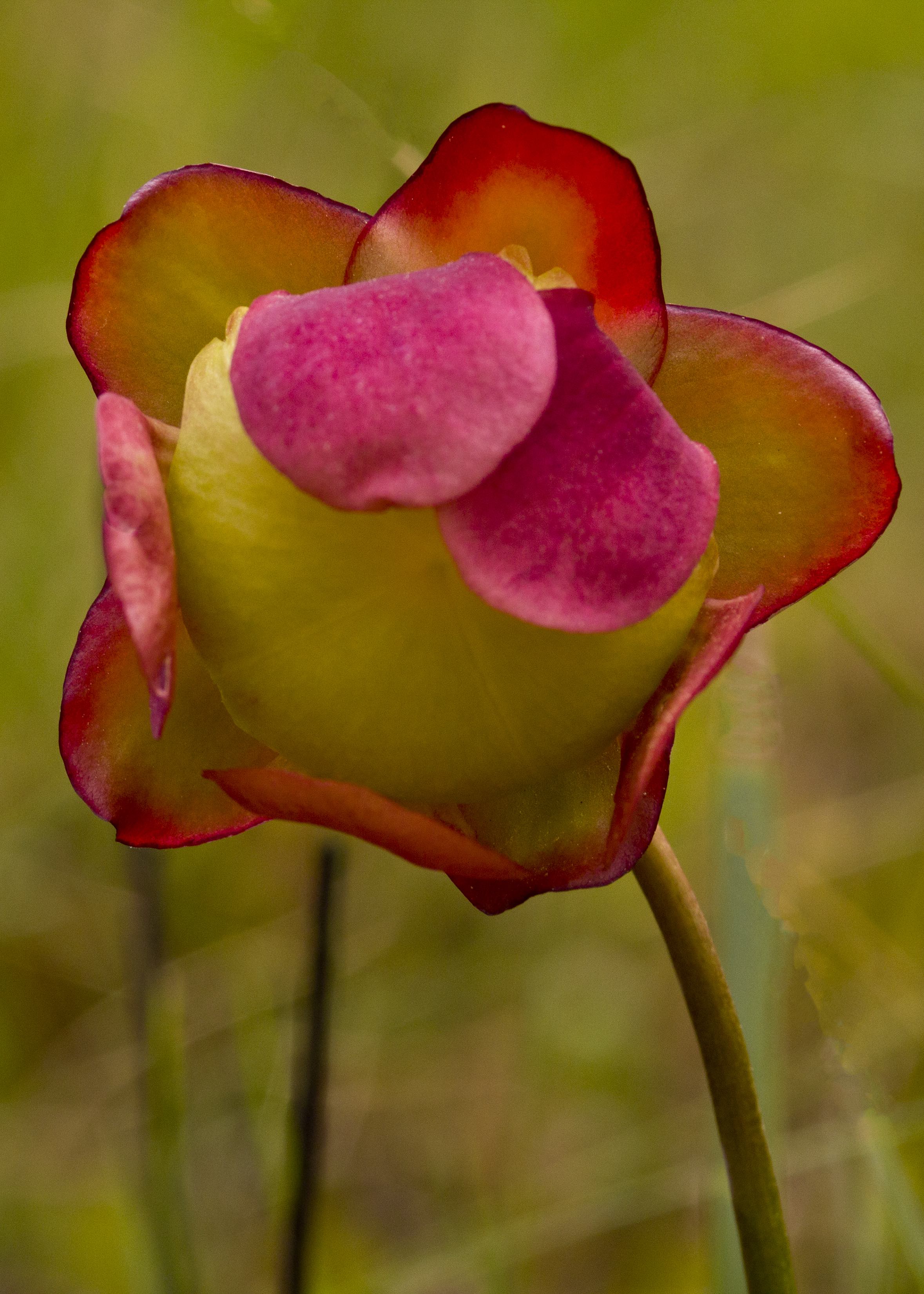 The Scientific Name is Sarracenia purpurea var. venosa. You will likely hear them called Southern Purple Pitcherplant, Pitcher-plant. This picture shows the  of Sarracenia purpurea var. venosa