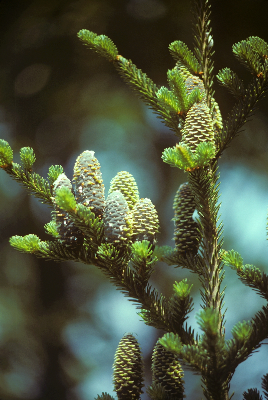 The Scientific Name is Abies fraseri. You will likely hear them called Fraser Fir, Southern Balsam, She Balsam. This picture shows the Notice fir cones are upright, while spruce cones hang down. of Abies fraseri