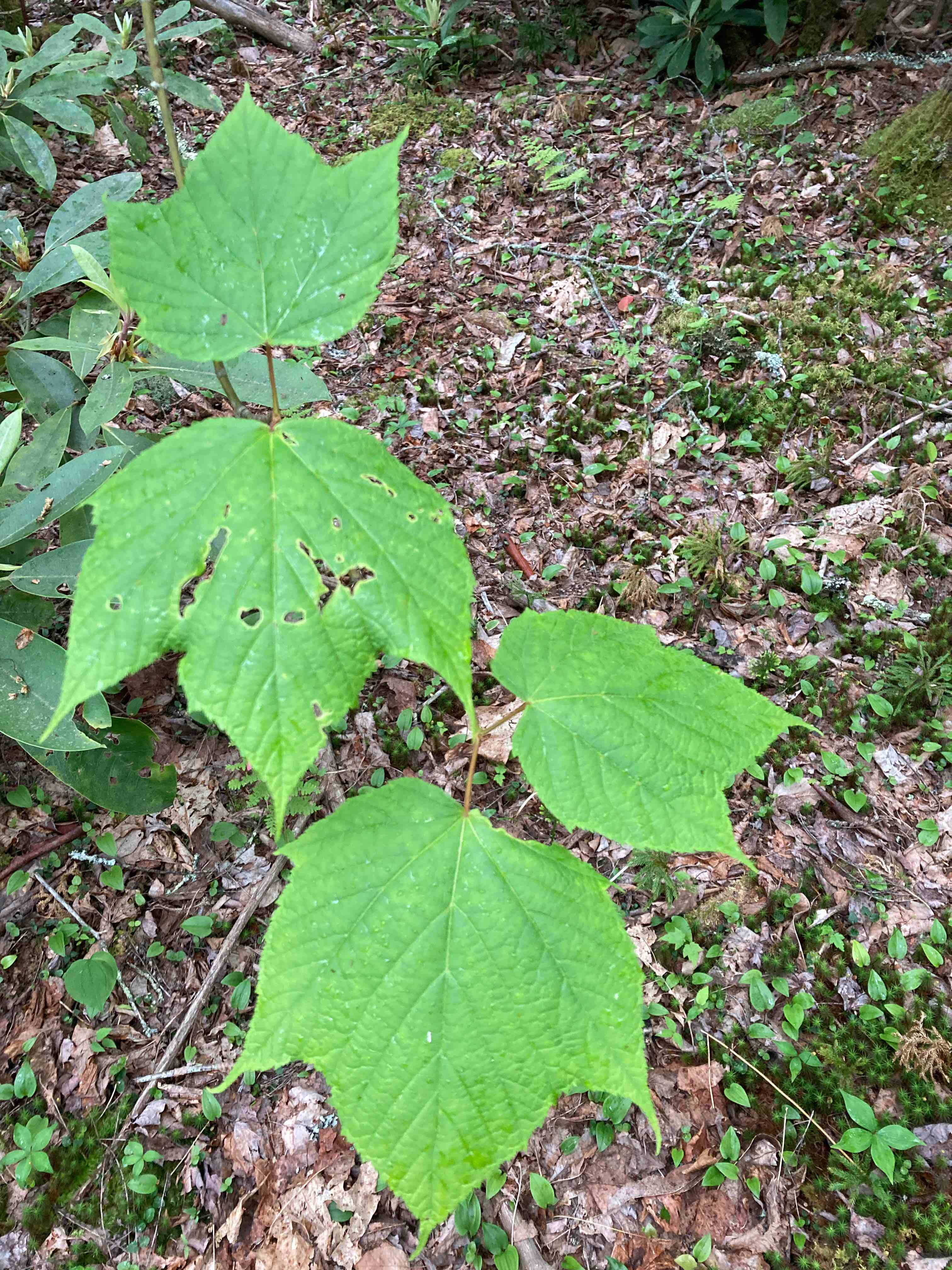 The Scientific Name is Acer pensylvanicum. You will likely hear them called Striped Maple, Moosewood, Whistlewood, Goosefoot Maple. This picture shows the The palmately veined opposite leaves are 5-7 inches long and wide. of Acer pensylvanicum