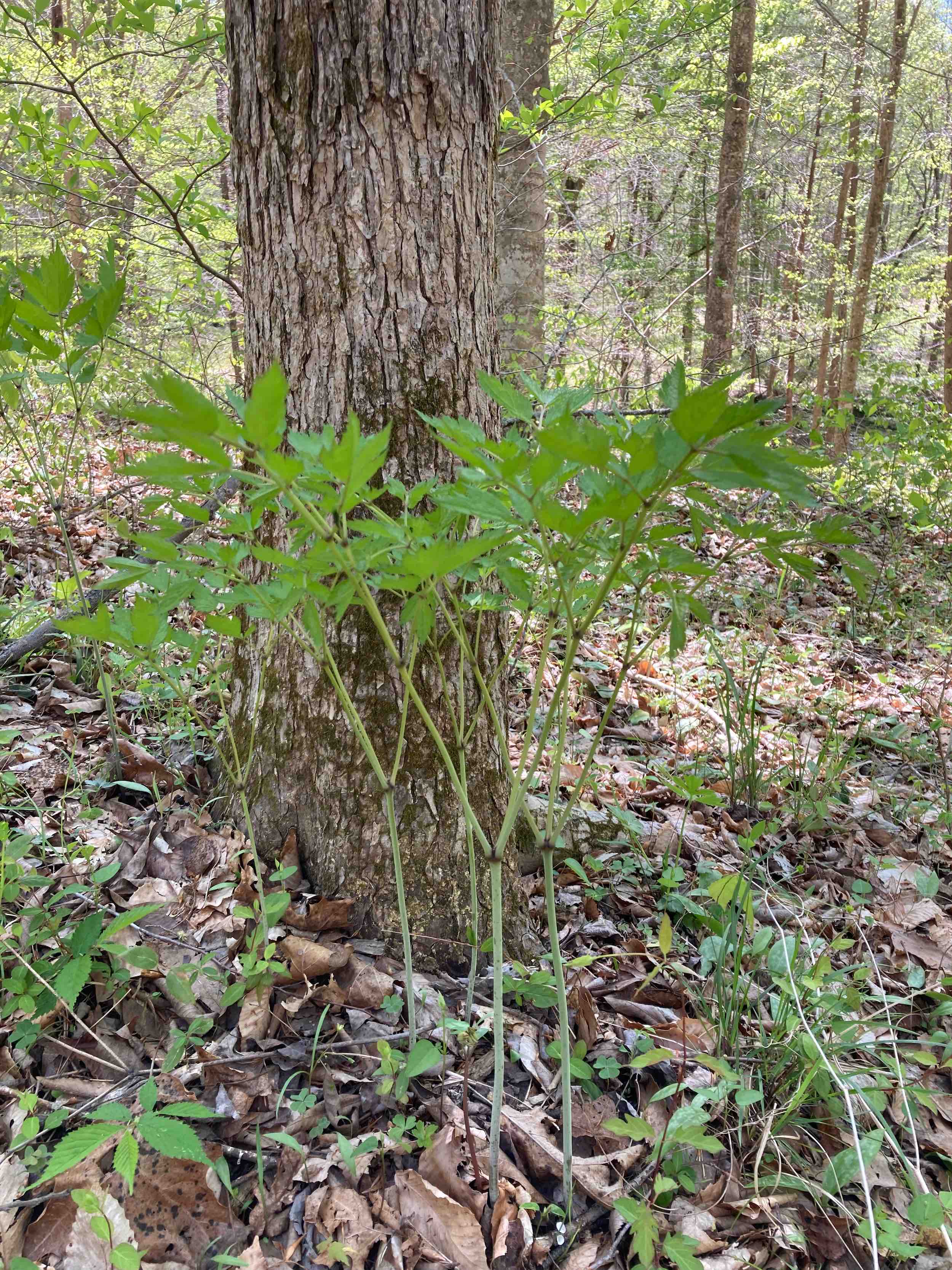The Scientific Name is Actaea racemosa [= Cimicifuga racemosa]. You will likely hear them called Common Black Cohosh, Early Black Cohosh. This picture shows the A very tall herbaceous species which can grow to heights of 6 or more feet. of Actaea racemosa [= Cimicifuga racemosa]
