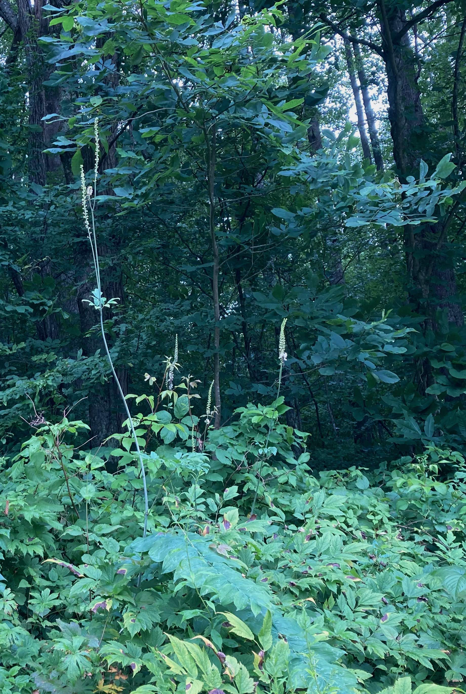 The Scientific Name is Actaea racemosa [= Cimicifuga racemosa]. You will likely hear them called Common Black Cohosh, Early Black Cohosh. This picture shows the The narrow racemes of white flowers can reach amazing heights. of Actaea racemosa [= Cimicifuga racemosa]