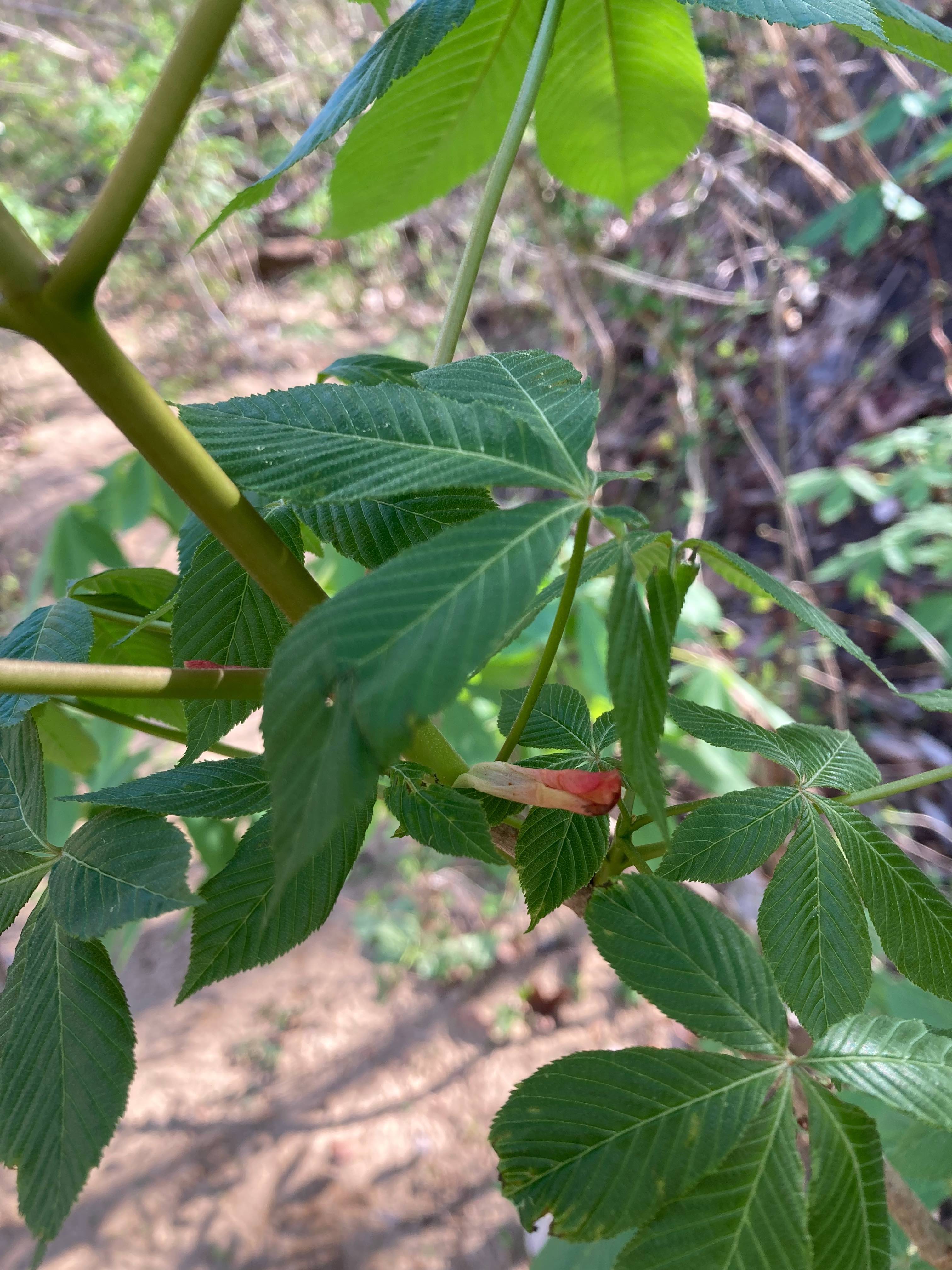 The Scientific Name is Aesculus sylvatica. You will likely hear them called Painted Buckeye. This picture shows the A remnant red terminal bud scale still present amidst the fresh green new vegetation. of Aesculus sylvatica