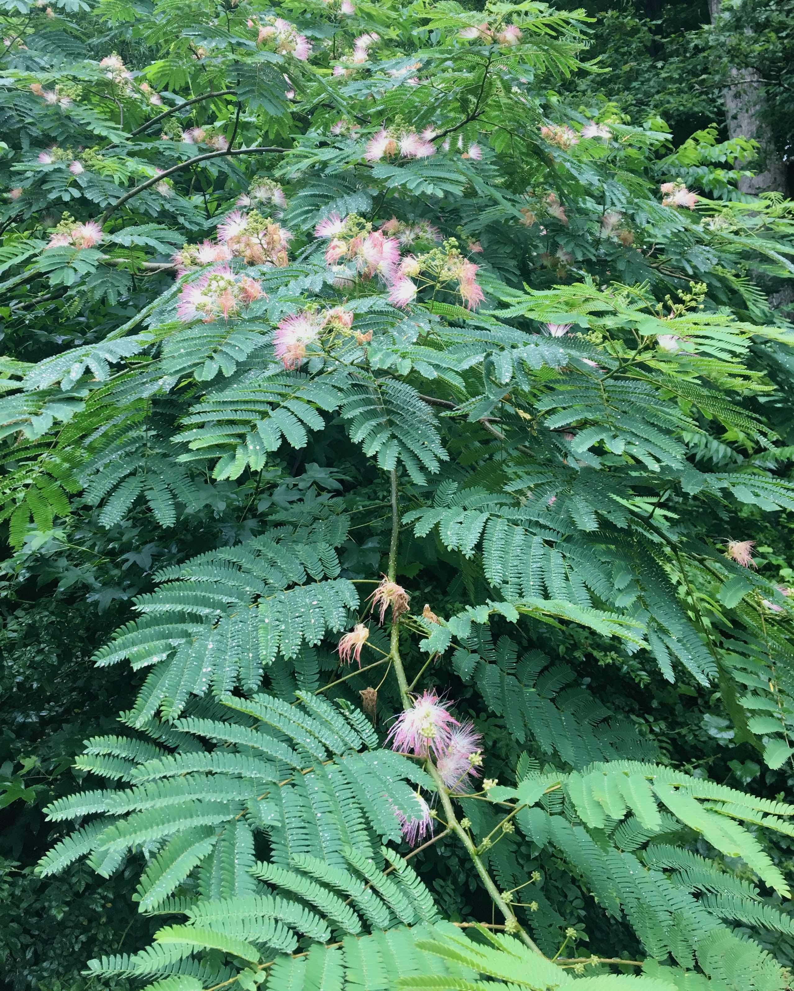 The Scientific Name is Albizia julibrissin. You will likely hear them called Mimosa, Silk Tree. This picture shows the Feathery twice-compound leaves, with 6 to 16 main leaflets and numerous tiny (<1/2