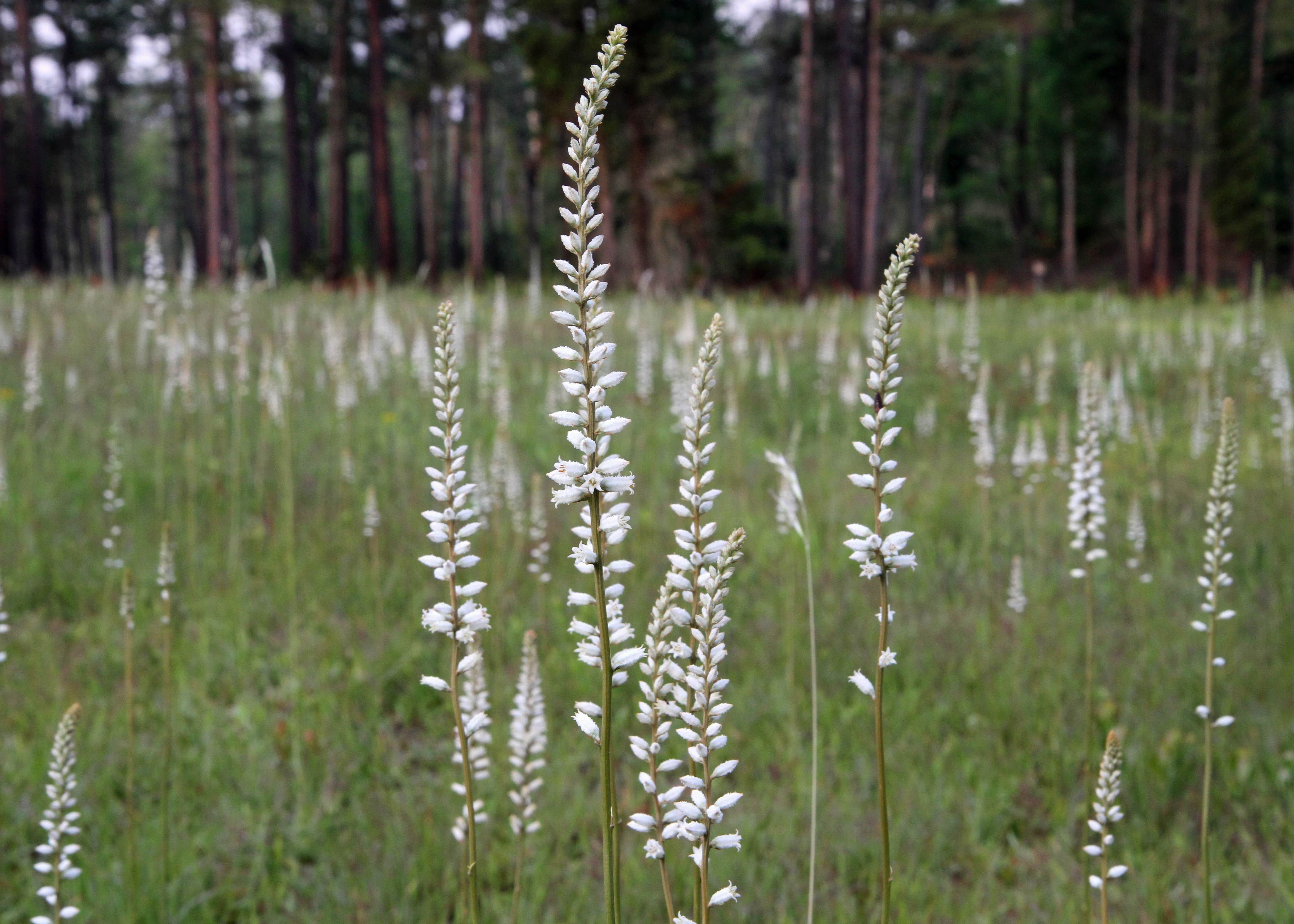 The Scientific Name is Aletris farinosa. You will likely hear them called Northern White Colic-root, Mealy Colic-root, Stargrass. This picture shows the Several hundred Aletris farinosa decorate this wet meadow in the Carolina Sandhills NWR in early May. of Aletris farinosa
