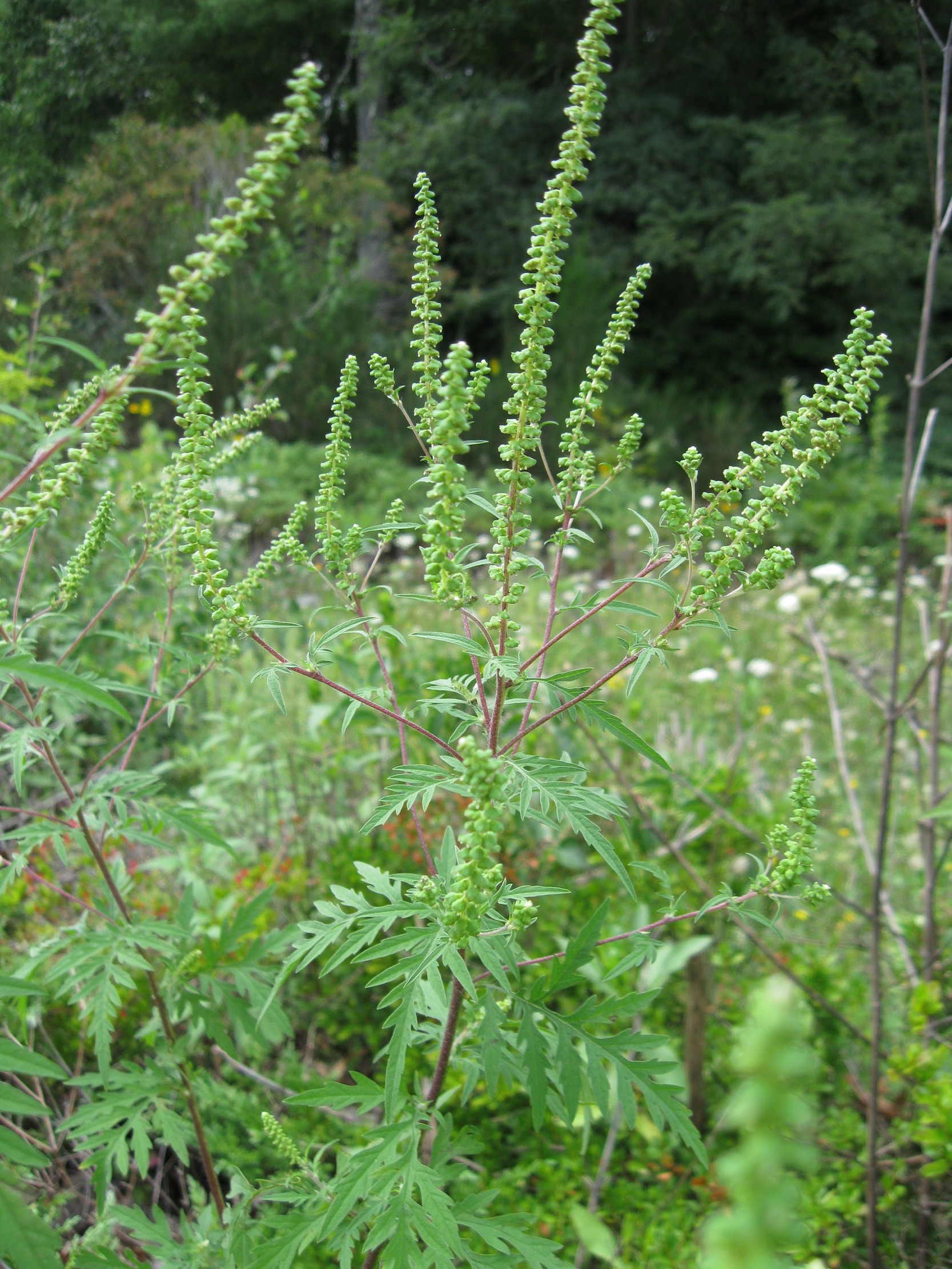 The Scientific Name is Ambrosia artemisiifolia. You will likely hear them called Common Ragweed, American Wormwood, Bitterweed, Carrotweed, Blackweed, Hay-fever Weed. This picture shows the Spikes of male flowers shed pollen causing great hayfever. of Ambrosia artemisiifolia