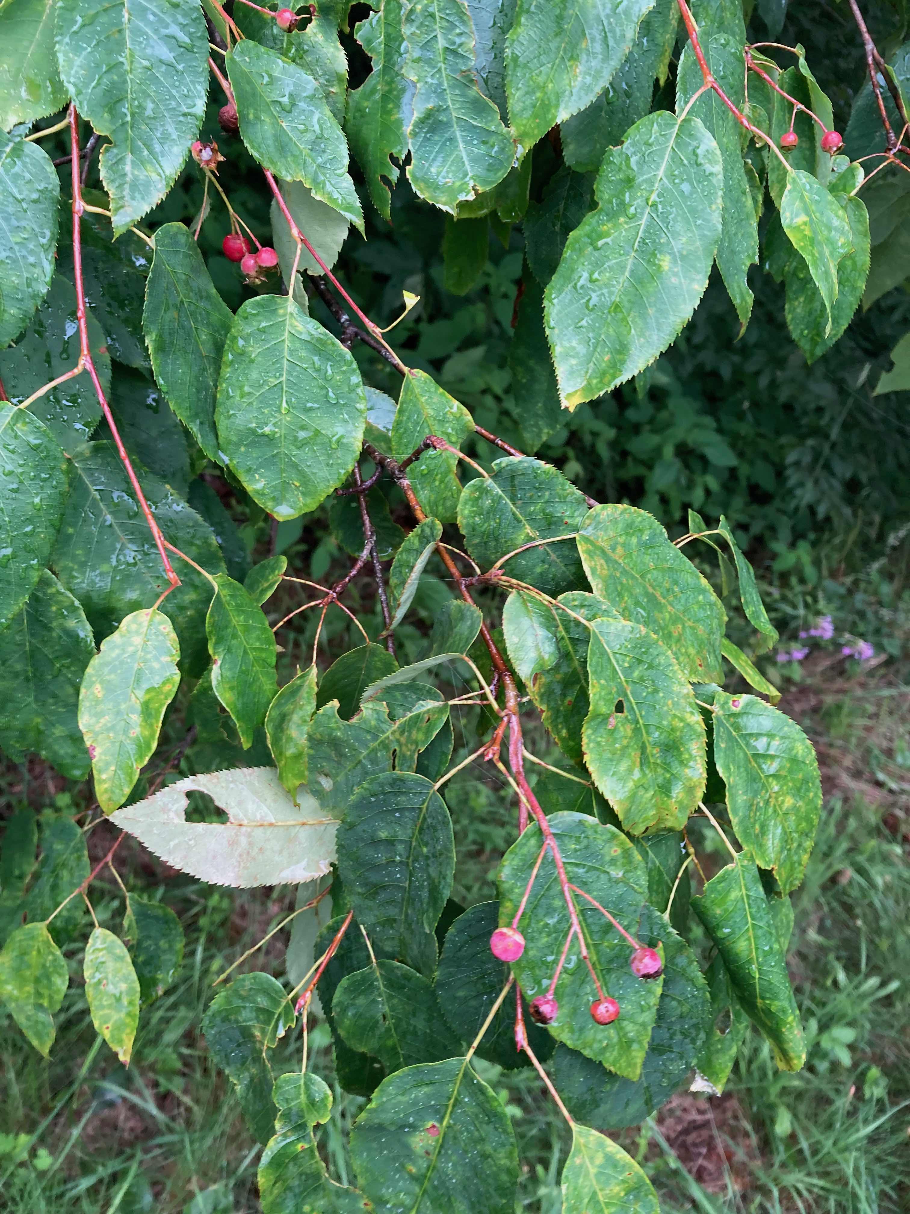 The Scientific Name is Amelanchier arborea. You will likely hear them called Downy Serviceberry, Shadbush, Shadtree, Sarvis Tree. This picture shows the Leaves are finely serrated and are downy on the underside. of Amelanchier arborea