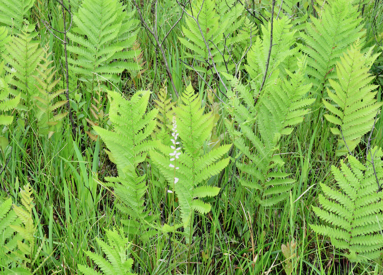 The Scientific Name is Anchistea virginica [= Woodwardia virginica]. You will likely hear them called Chain fern. This picture shows the Colony of Virginia Chain Fern of Anchistea virginica [= Woodwardia virginica]