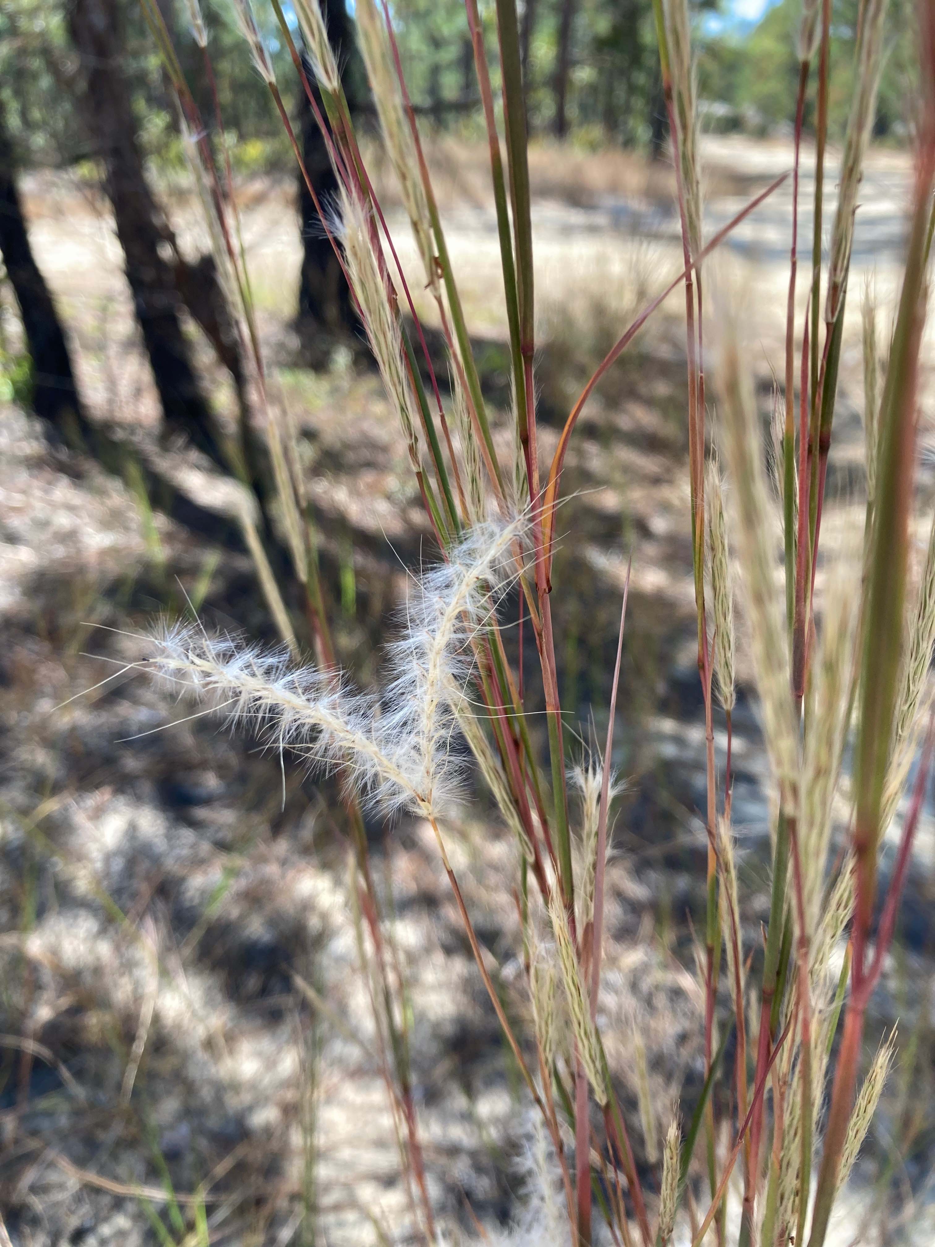 The Scientific Name is Andropogon ternarius. You will likely hear them called Splitbeard Bluestem, Bunchgrass, Silver Bluestem, Split Bluestem. This picture shows the The pairs of feathery racemes become more separated as the fruits mature. The spikelets have very long, silvery hairs. of Andropogon ternarius