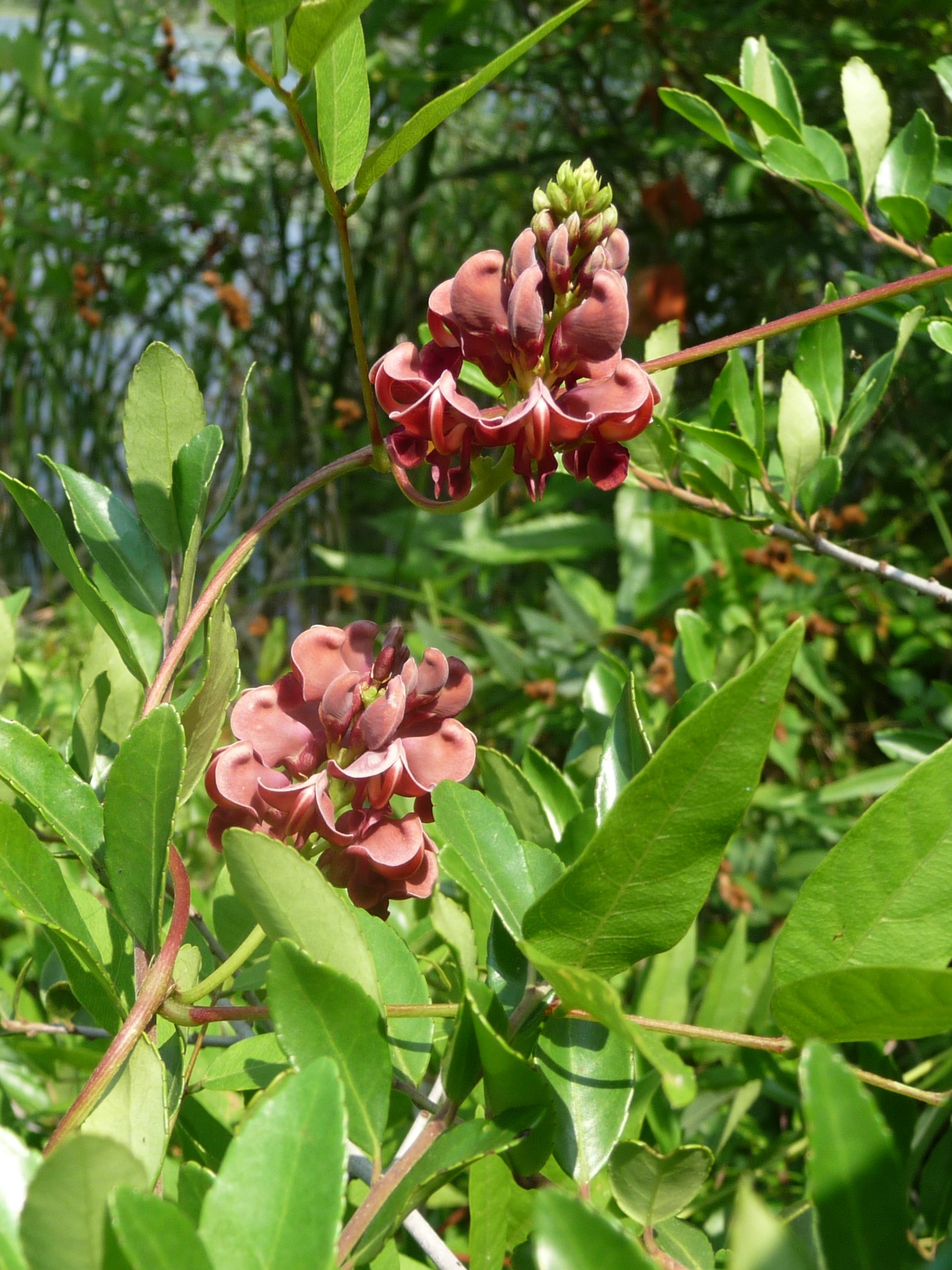 The Scientific Name is Apios americana. You will likely hear them called Common Groundnut. This picture shows the A semi-woody vine with pinnately compound leaves in wetlands. of Apios americana