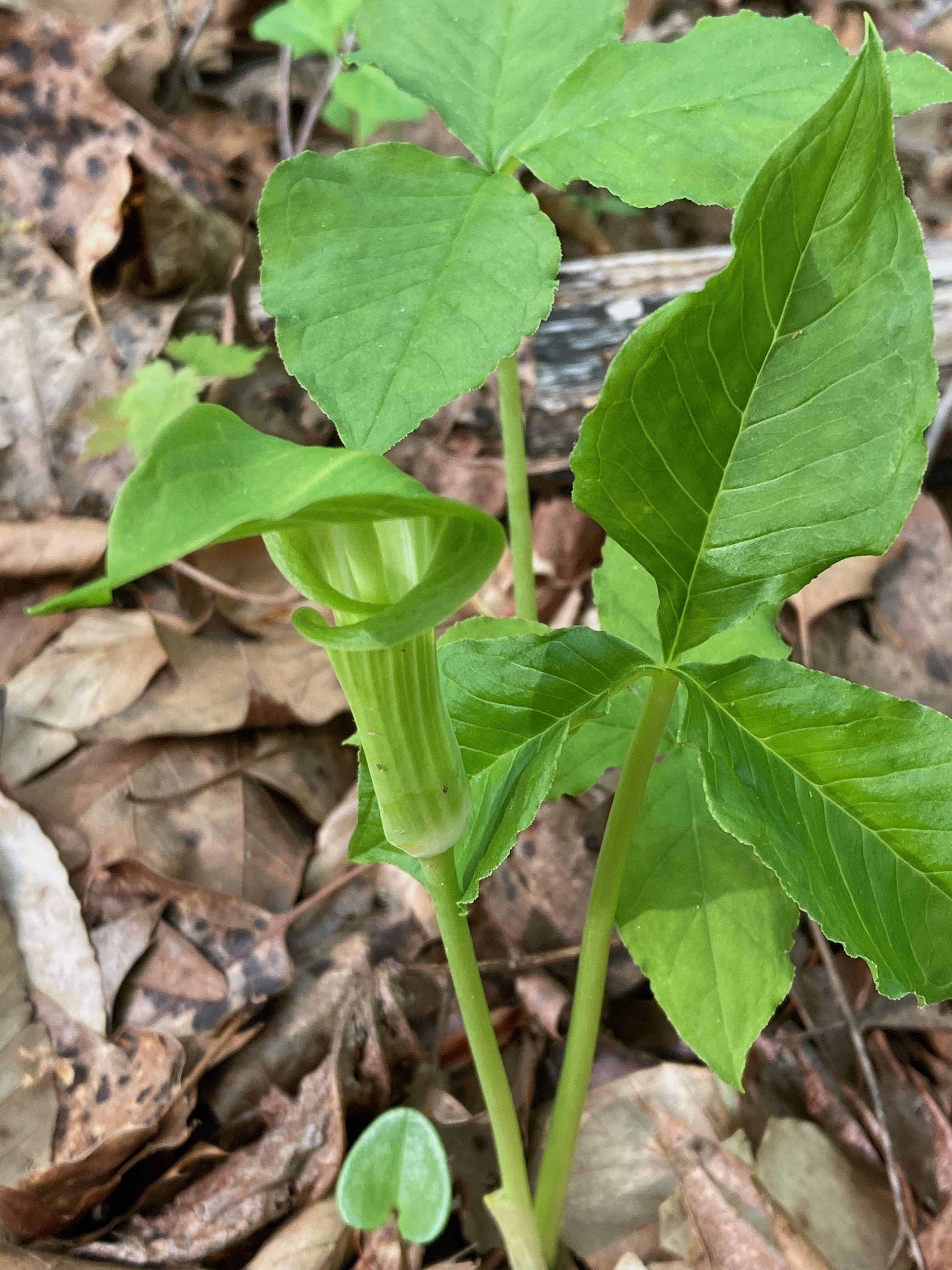 The Scientific Name is Arisaema triphyllum. You will likely hear them called Jack-in-the-Pulpit. This picture shows the Compound leaf of 3 leaflets. (Trilliums also have trifoliate compound leaves but the leaflets are evenly spaced around the petiole while in <em>Arisaema triphyllum</em>, they are not.) of Arisaema triphyllum