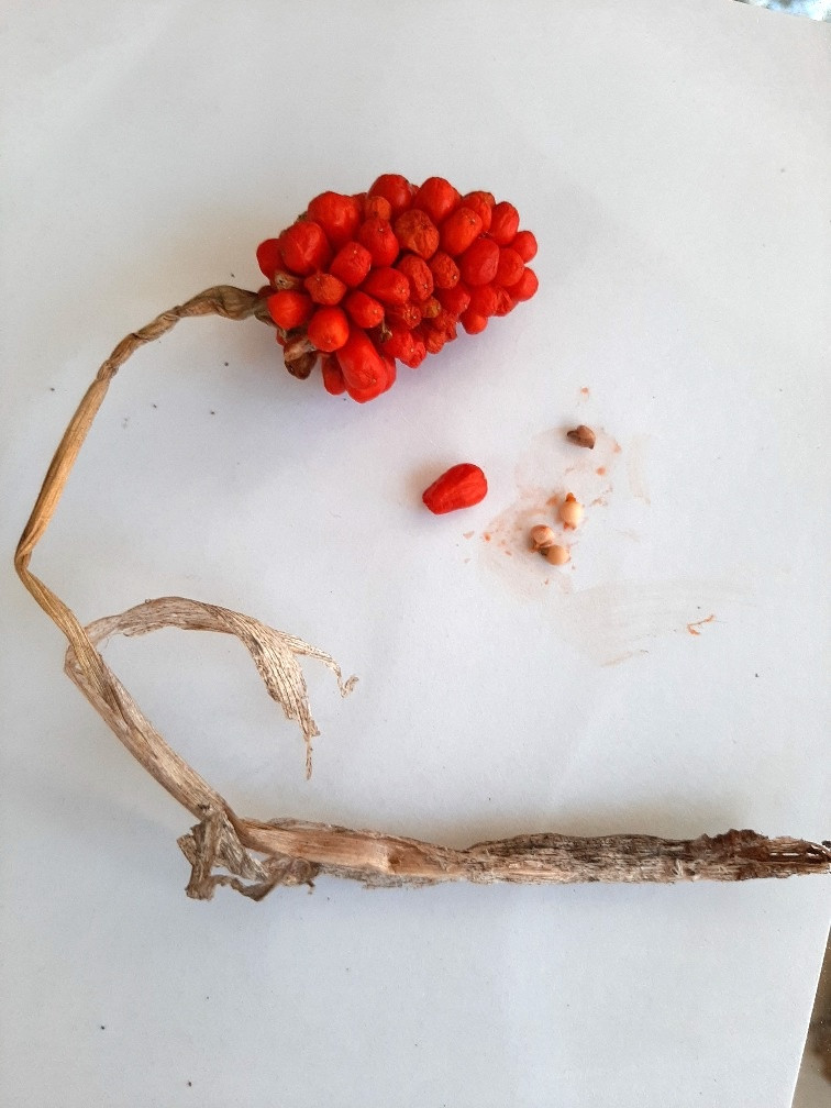 The Scientific Name is Arisaema triphyllum. You will likely hear them called Jack-in-the-Pulpit. This picture shows the The red berries are clustered on the thickened spadix. Each berry can contain 1 to 5 seeds. of Arisaema triphyllum