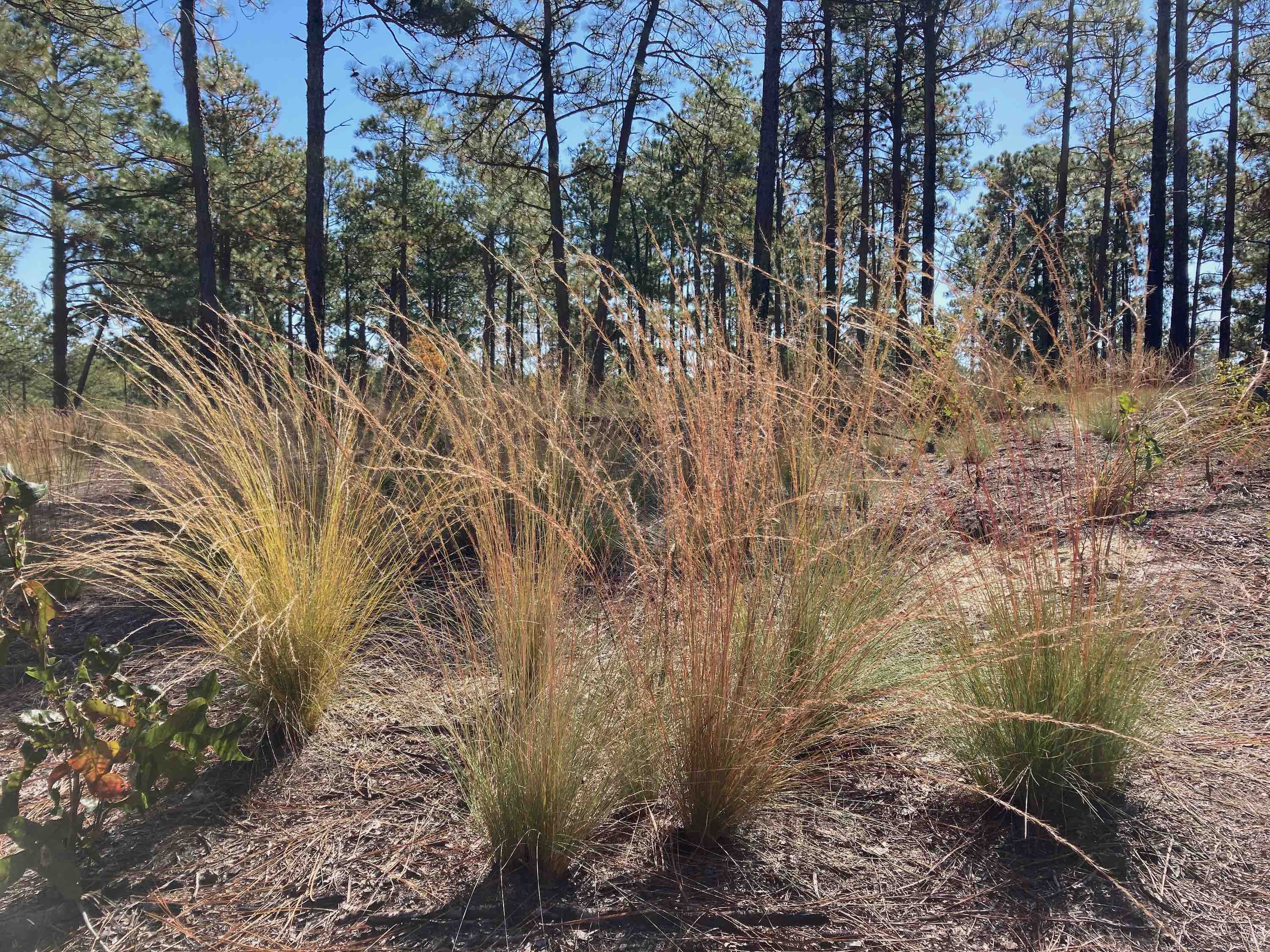 The Scientific Name is Aristida stricta [= Aristida stricta var. stricta]. You will likely hear them called Carolina Wiregrass, Pineland Three-awn. This picture shows the Typically found in longleaf Pine <em>(Pinus palustris)</em> savannahs. of Aristida stricta [= Aristida stricta var. stricta]