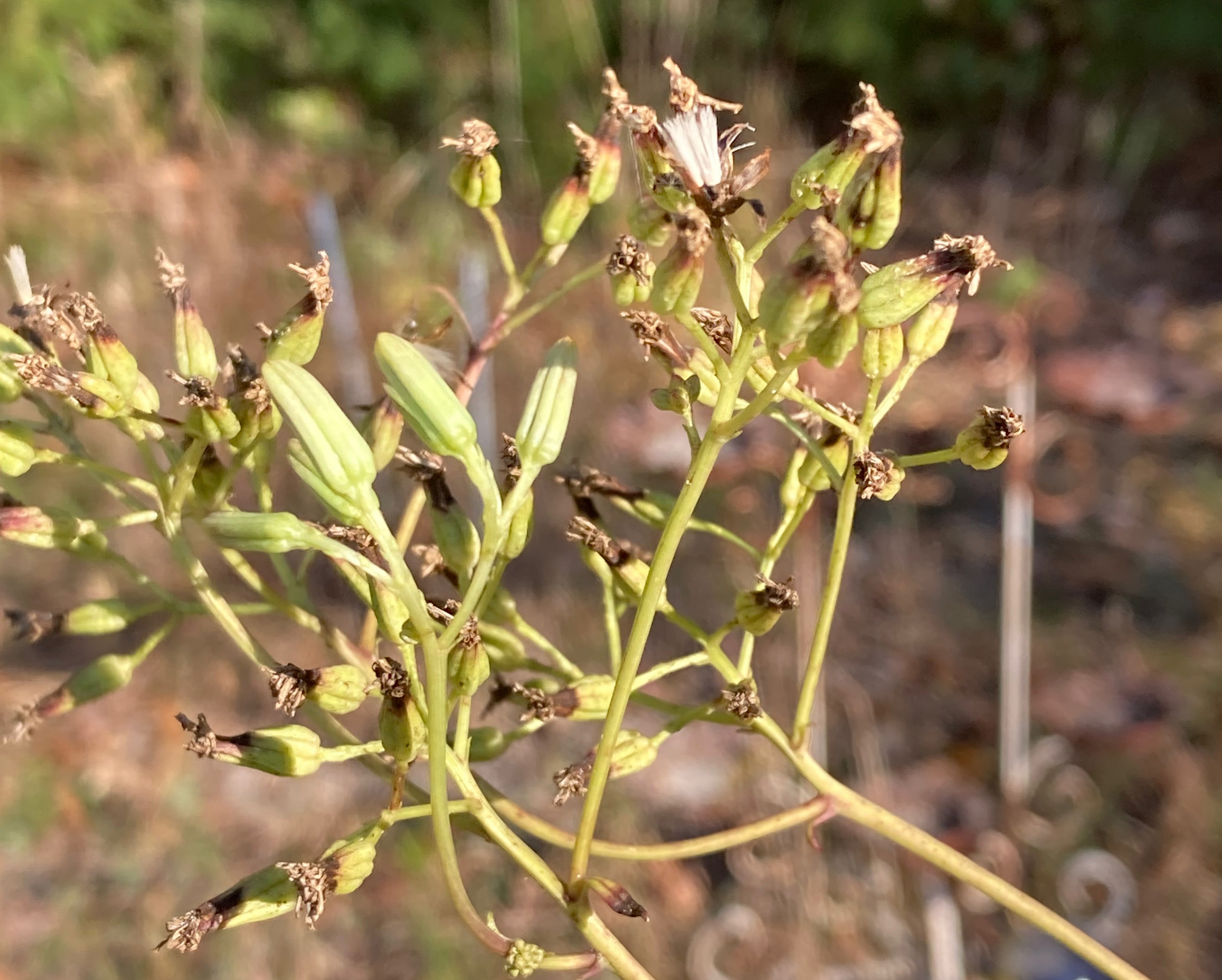 The Scientific Name is Arnoglossum atriplicifolium [= Cacalia atriplicifolia]. You will likely hear them called Pale Indian-plantain. This picture shows the The inflorescence at the end of the season. of Arnoglossum atriplicifolium [= Cacalia atriplicifolia]