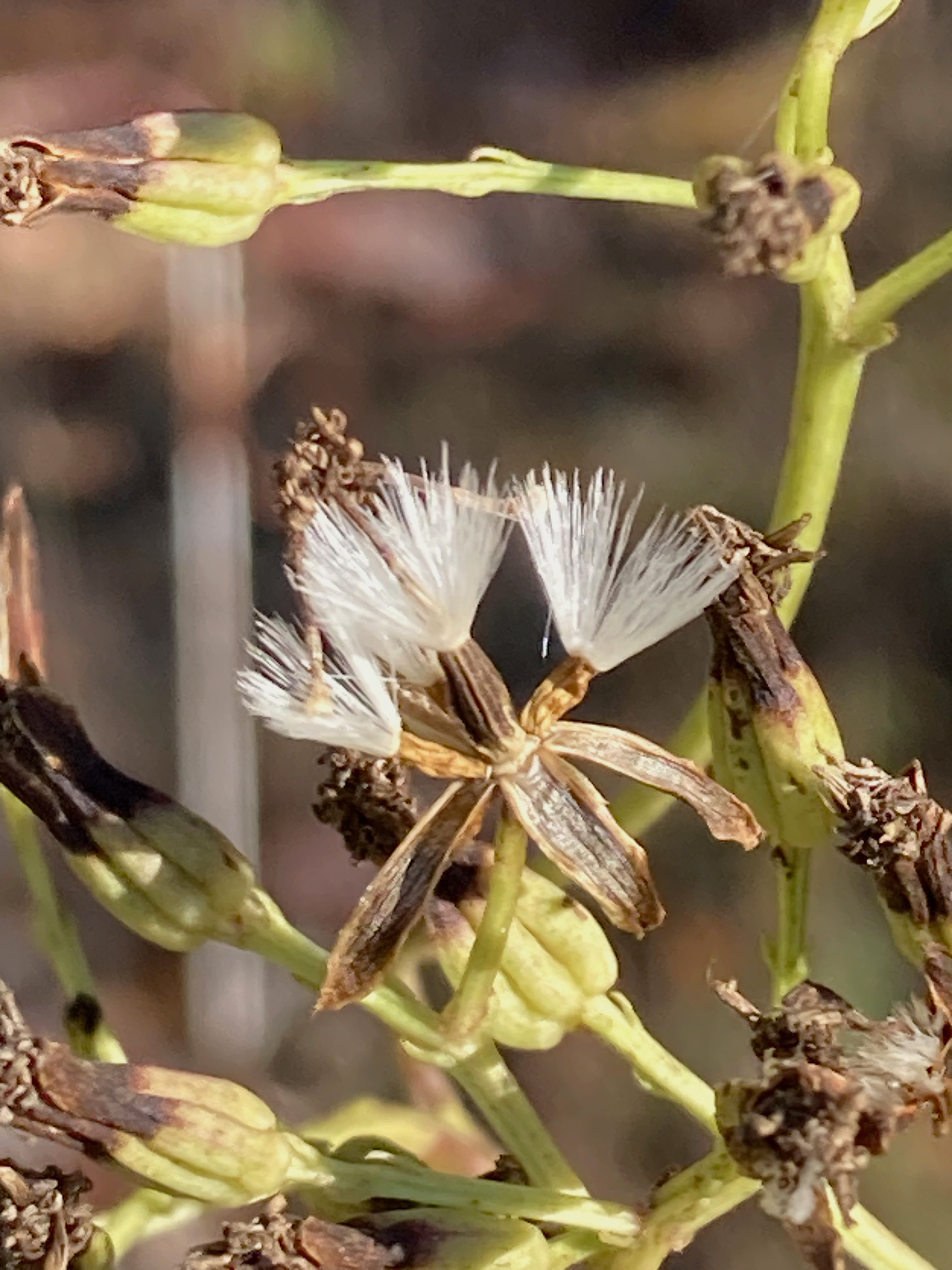 The Scientific Name is Arnoglossum atriplicifolium [= Cacalia atriplicifolia]. You will likely hear them called Pale Indian-plantain. This picture shows the Brown, ribbed achene with pappus (ring of fine hairs for wind dispersal). of Arnoglossum atriplicifolium [= Cacalia atriplicifolia]