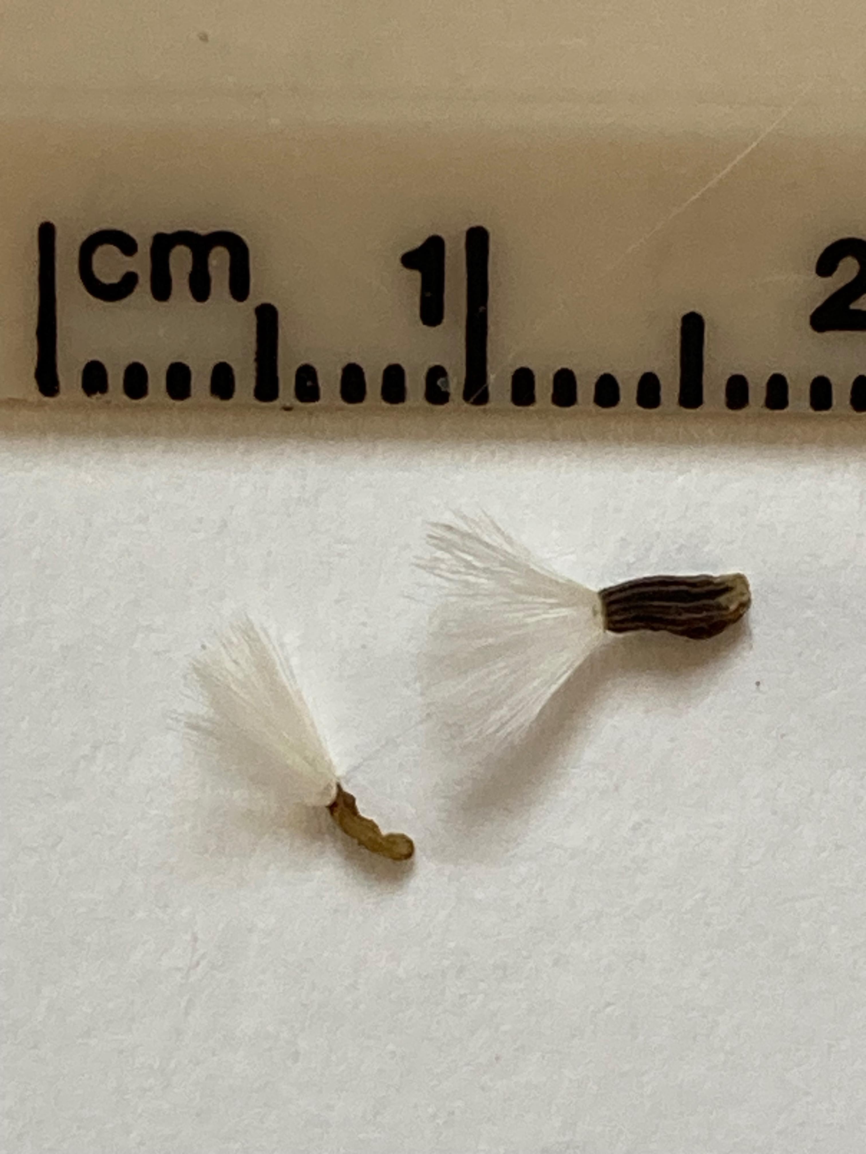 The Scientific Name is Arnoglossum atriplicifolium [= Cacalia atriplicifolia]. You will likely hear them called Pale Indian-plantain. This picture shows the Harvested mature seeds, the one on the left probably not viable. of Arnoglossum atriplicifolium [= Cacalia atriplicifolia]