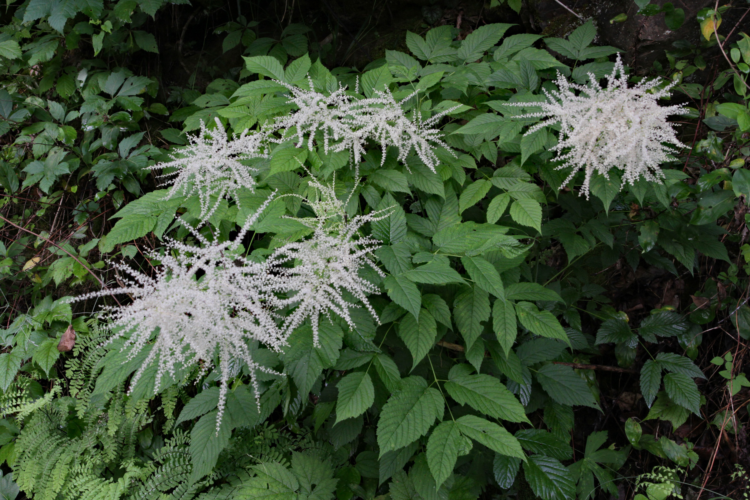 The Scientific Name is Aruncus dioicus var. dioicus. You will likely hear them called Eastern Goat's-beard. This picture shows the Goat's-beard produces dense panicles of tiny white blossoms in late spring. of Aruncus dioicus var. dioicus