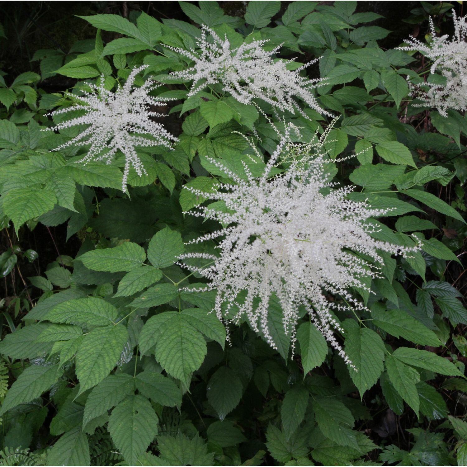 The Scientific Name is Aruncus dioicus var. dioicus. You will likely hear them called Eastern Goat's-beard. This picture shows the Goat's-beard is a showy specimen plant as plumes of  bright white blossoms contrast with handsome, textured leaves. of Aruncus dioicus var. dioicus