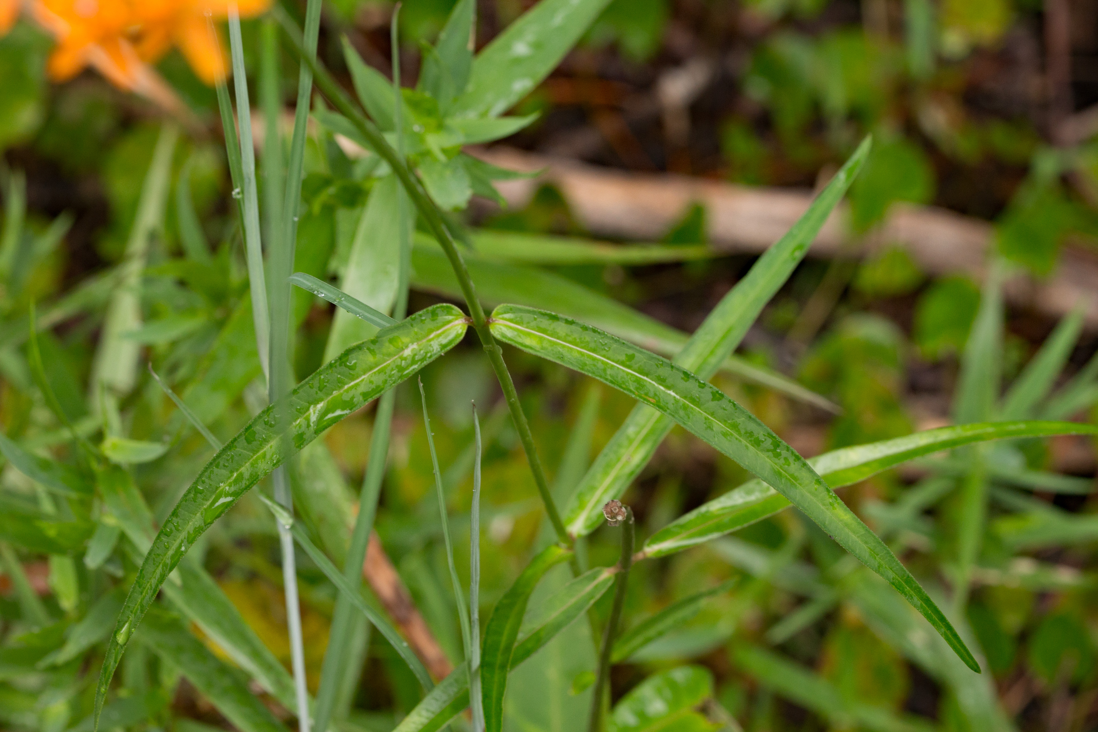 The Scientific Name is Asclepias lanceolata. You will likely hear them called Few-flower Milkweed. This picture shows the The simple, slender, lanceolate stem leaves of Few-flowered Milkweed. of Asclepias lanceolata