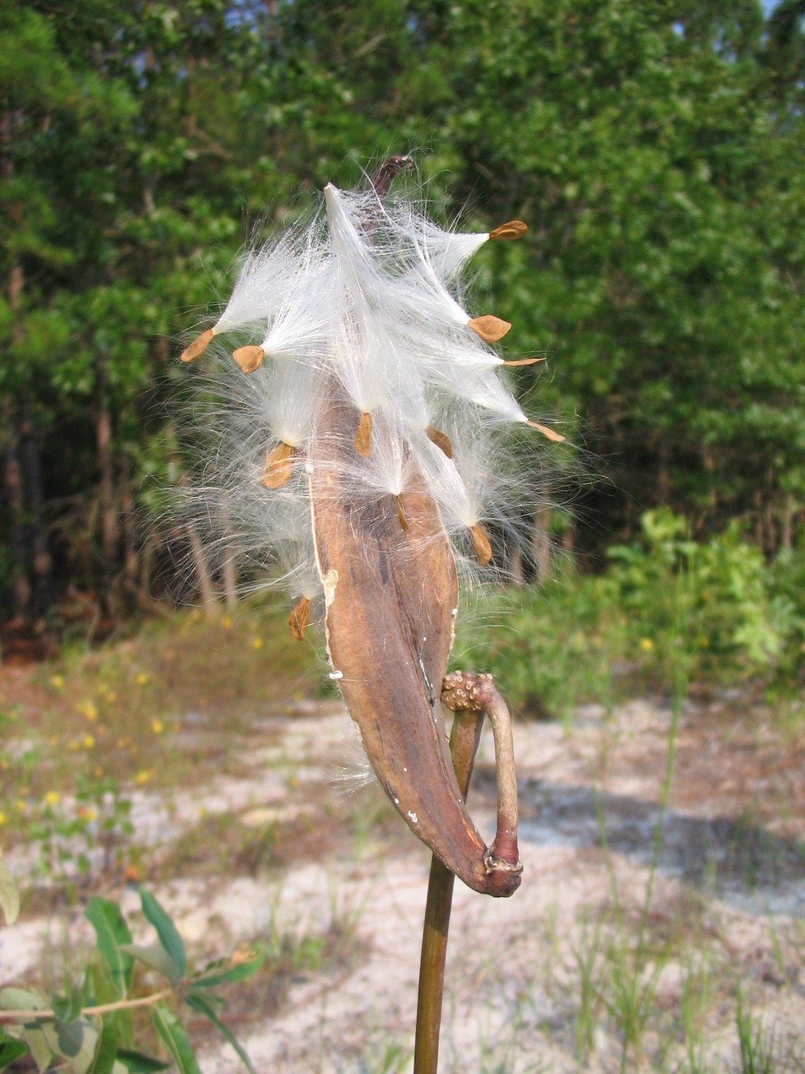 The Scientific Name is Asclepias amplexicaulis. You will likely hear them called Clasping Milkweed, Sand Milkweed, Bluntleaf Milkweed. This picture shows the Mature capsule releasing seeds of Asclepias amplexicaulis