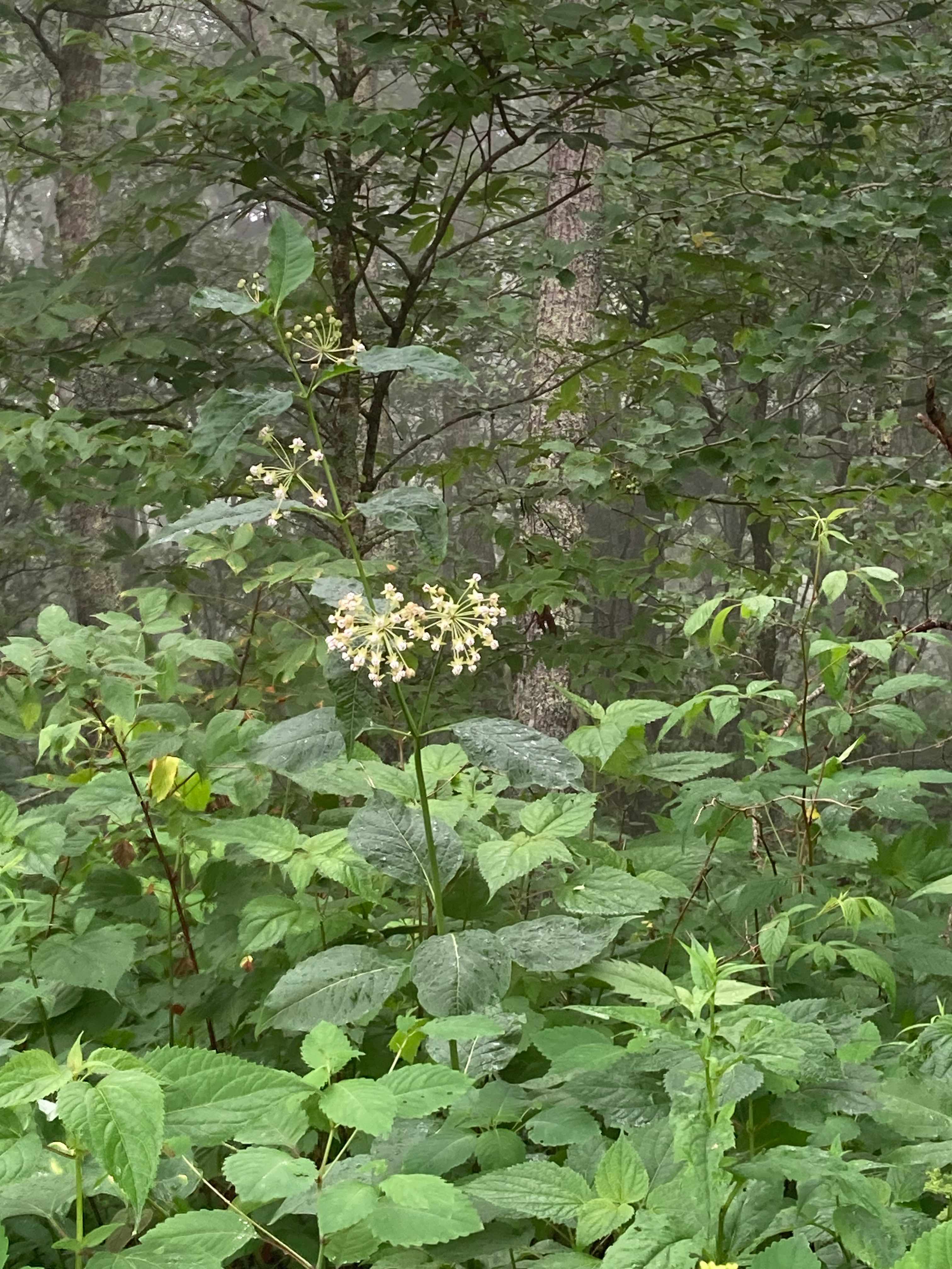 The Scientific Name is Asclepias exaltata. You will likely hear them called Poke Milkweed, Tall Milkweed. This picture shows the A relatively tall plant that grows in rich, mesic forests. of Asclepias exaltata
