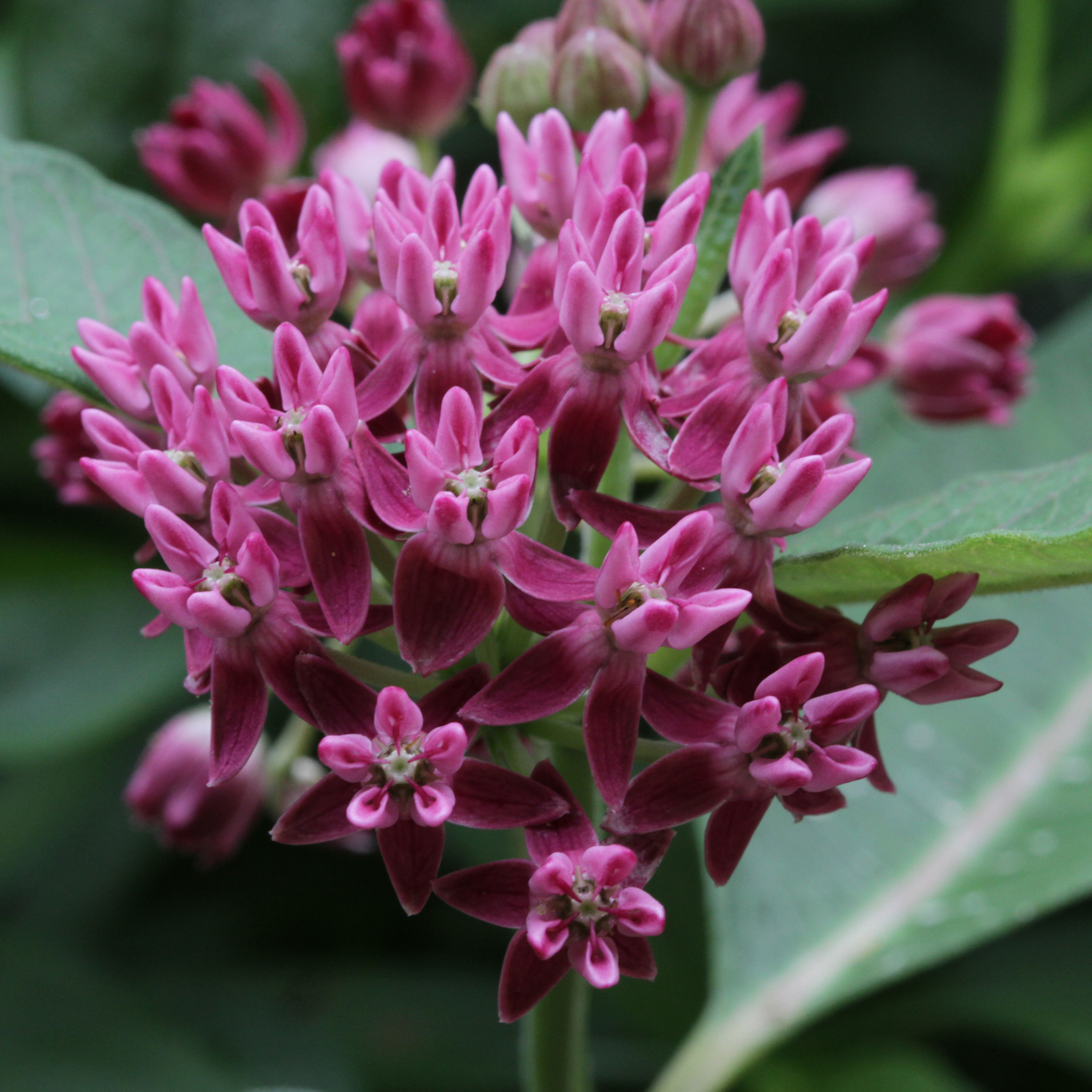 The Scientific Name is Asclepias purpurascens. You will likely hear them called Purple Milkweed. This picture shows the Detail of Purple Milkweed showing a cluster of blossoms each with deep rose , strongly reflexed corolla lobes. of Asclepias purpurascens