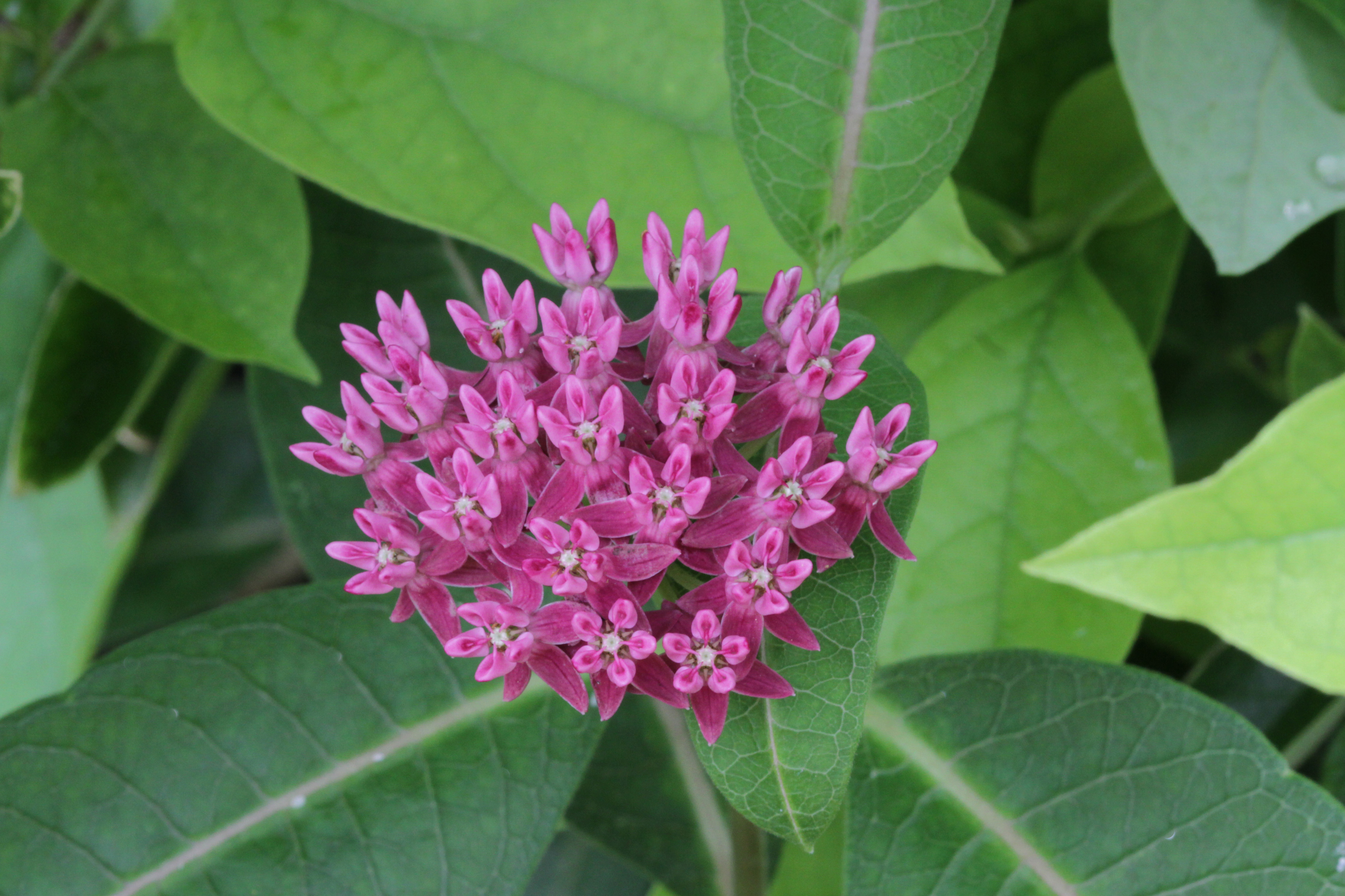 The Scientific Name is Asclepias purpurascens. You will likely hear them called Purple Milkweed. This picture shows the Purple Milkweed blossoms  and leaves.  This photograph from the Courtyard Gardens at the North Carolina Botanical Garden. of Asclepias purpurascens