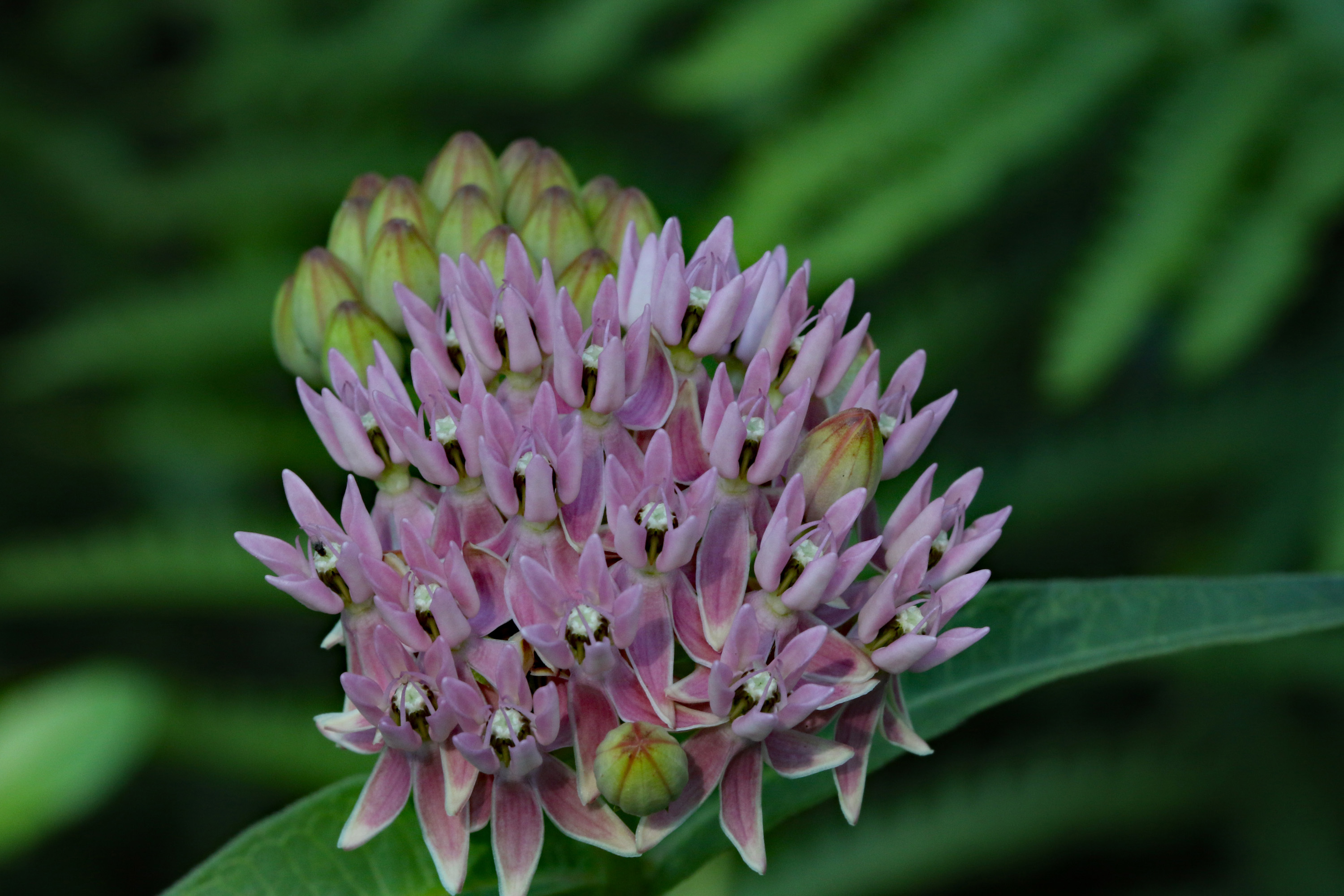 The Scientific Name is Asclepias rubra. You will likely hear them called Purple Savana Milkweed, Red Milkweed. This picture shows the I find Purple Savannah Milkweed in streamheads in the sandhills.  Blossoms are a handsome pale pink-purple.  of Asclepias rubra