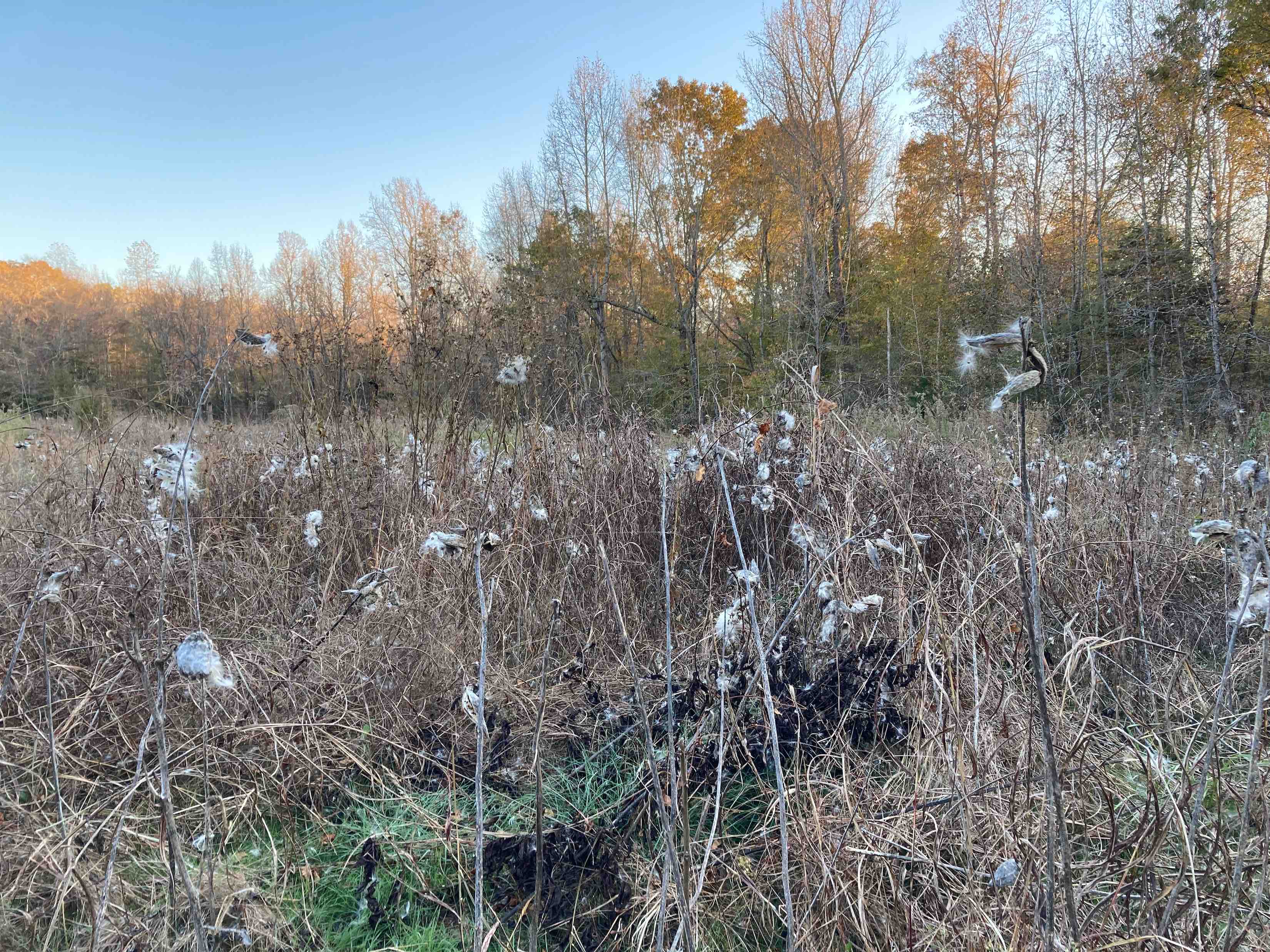 The Scientific Name is Asclepias syriaca. You will likely hear them called Common Milkweed. This picture shows the A field of senesced <em>Asclepias syriaca</em> dispersing its seeds. of Asclepias syriaca