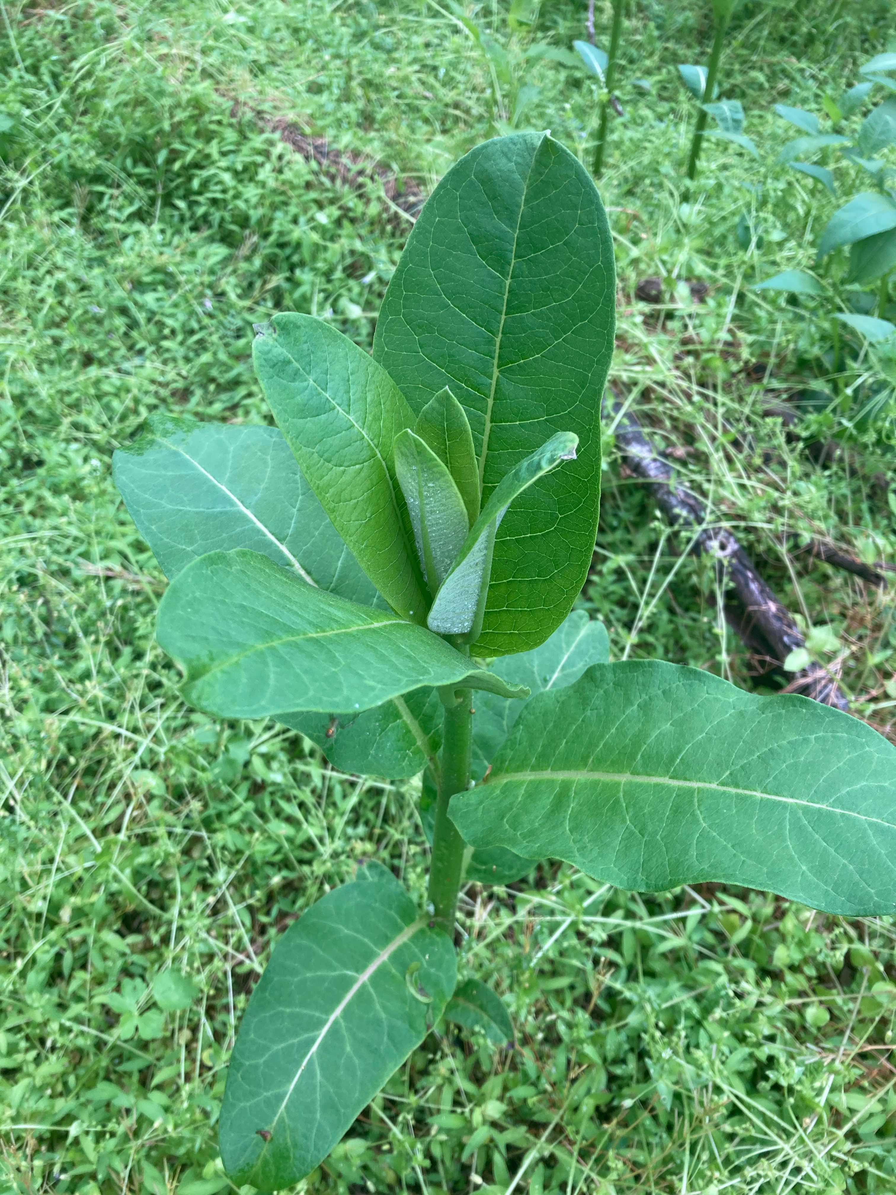 The Scientific Name is Asclepias syriaca. You will likely hear them called Common Milkweed. This picture shows the Plant emerging in the Spring. A hefty plant with a thick stem and large elliptical-shaped, thick leaves. All parts of the plant contain white sap. of Asclepias syriaca