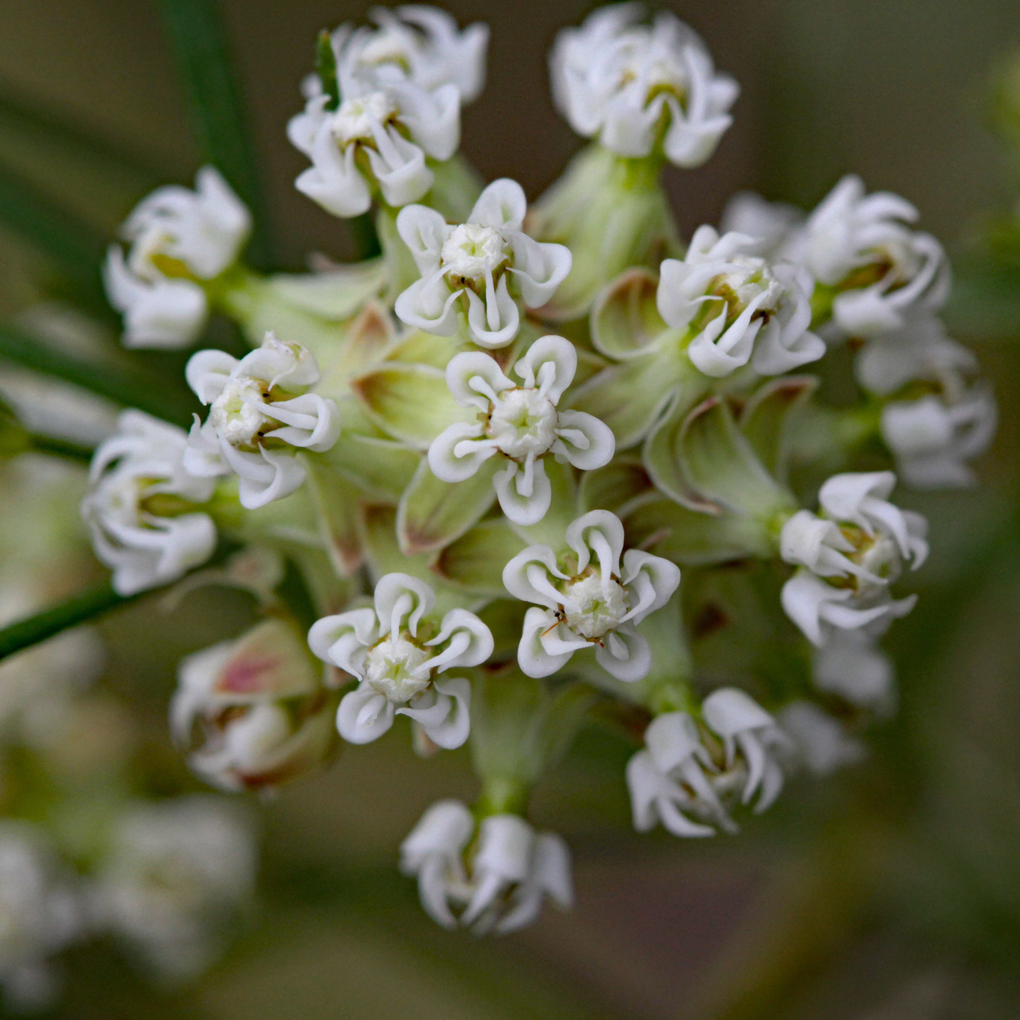 The Scientific Name is Asclepias verticillata. You will likely hear them called Whorled Milkweed. This picture shows the Asclepias verticillata blossom detail.  Blossoms are white with green strongly-reflexed corolla lobes often tinged with purple. of Asclepias verticillata