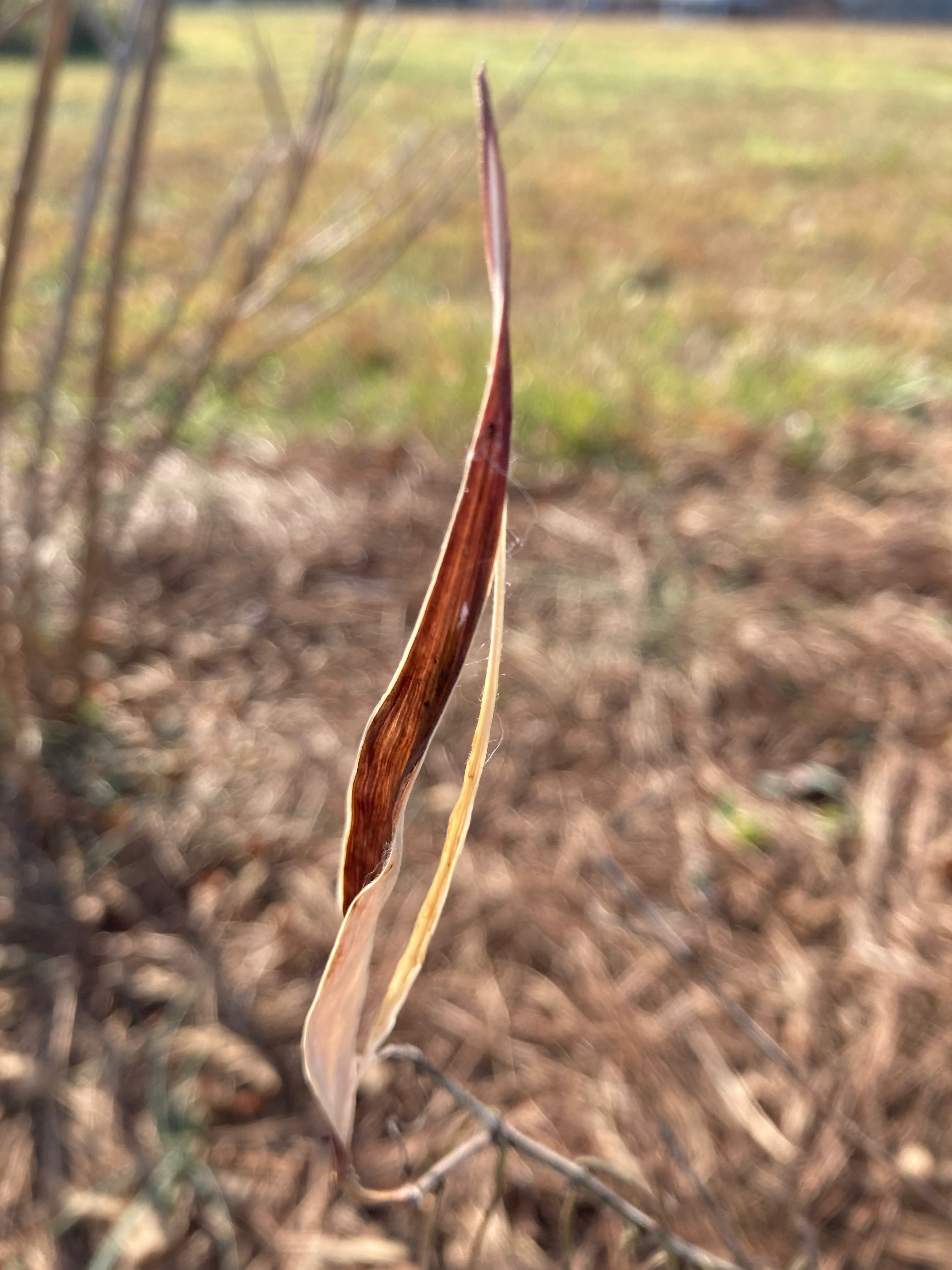 The Scientific Name is Asclepias verticillata. You will likely hear them called Whorled Milkweed. This picture shows the Empty follicle having already dispersed its seeds to the winds. of Asclepias verticillata